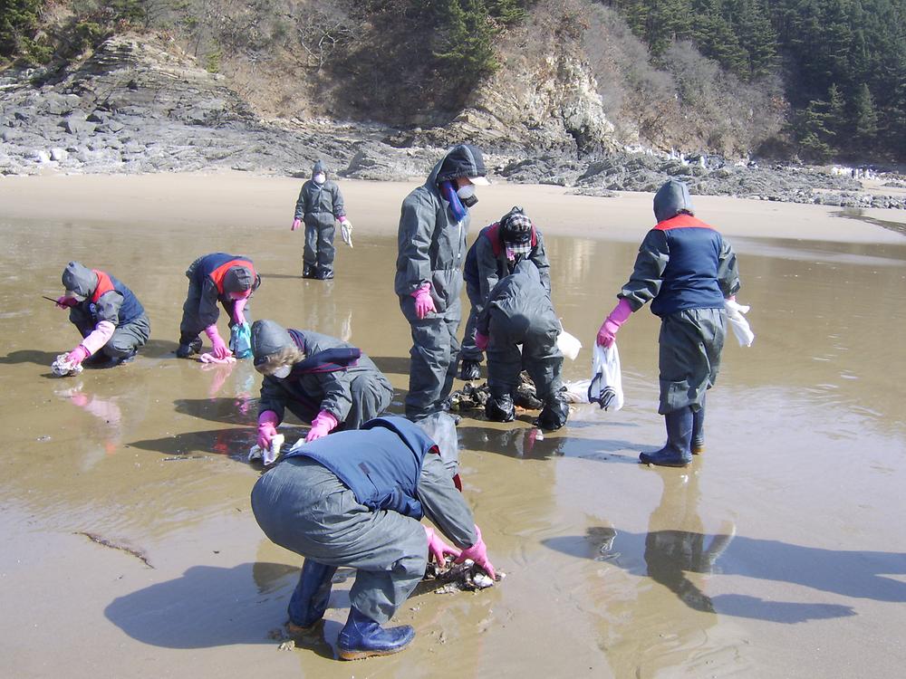 태안 기름제거 봉사 활동 사진