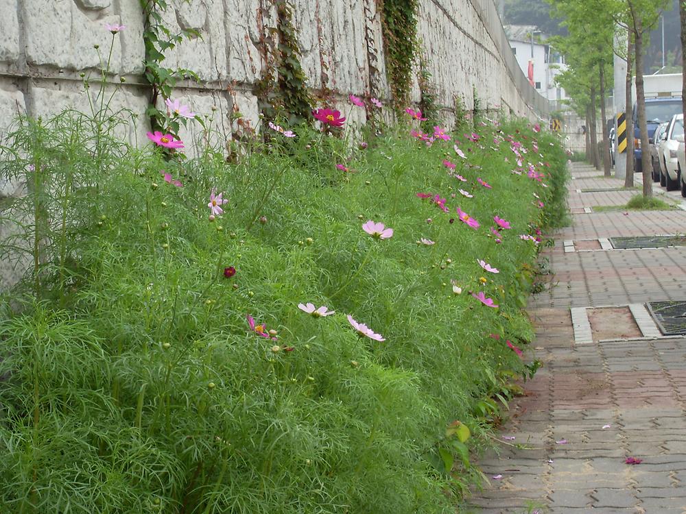 화도진길 코스모스 꽃길 사진