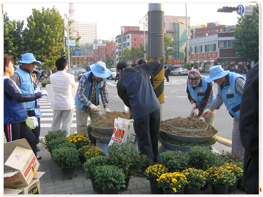 국화꽃 가득한 거리를 만들어요~ 사진
