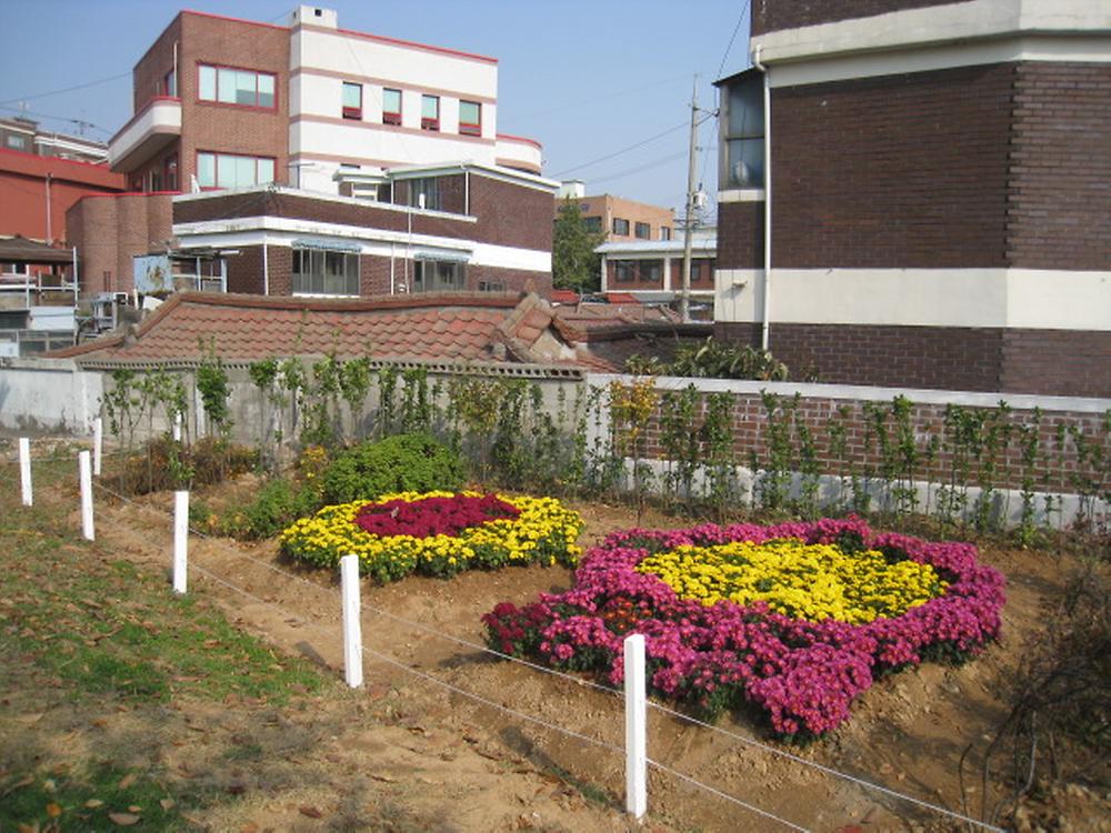 송림1동 공한지 국화만발 사진
