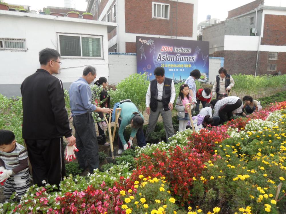 우리동네가꾸기사업-국화꽃 식재 사진