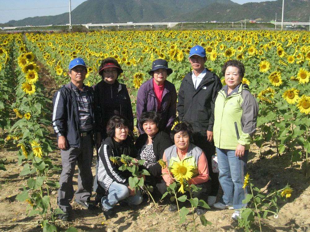 해바라기 벌판에서.. 사진