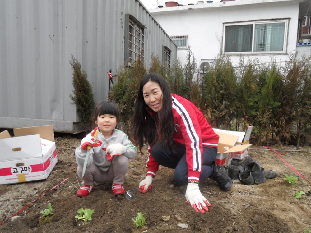 야생화(해국)꽃밭 (2)  - 여재만,예지 사진