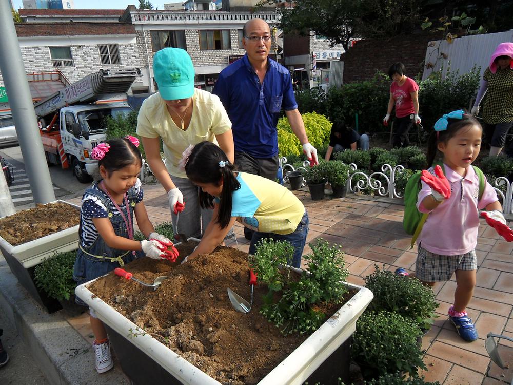 황금고개길 국화꽃 식재 사진