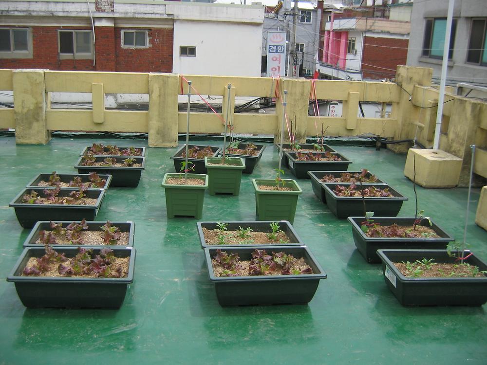 옥상 텃밭 가꾸기 사진