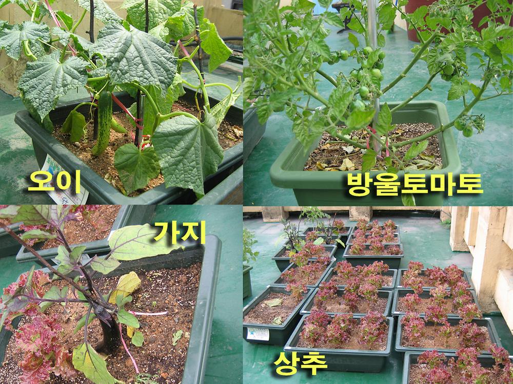 옥상텃밭 열매 결실 사진