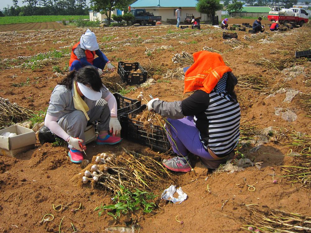 (06.24.)농촌일손돕기 사진