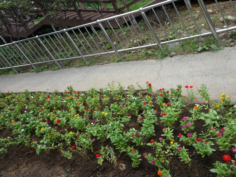 s_가을꽃_식재DSC01948.jpg 이미지