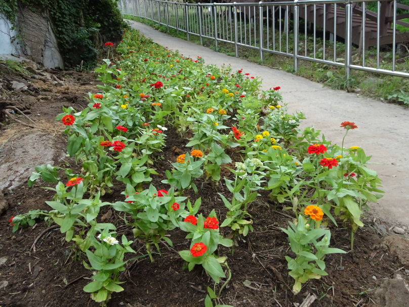 s_가을꽃_식재DSC01956.jpg 이미지