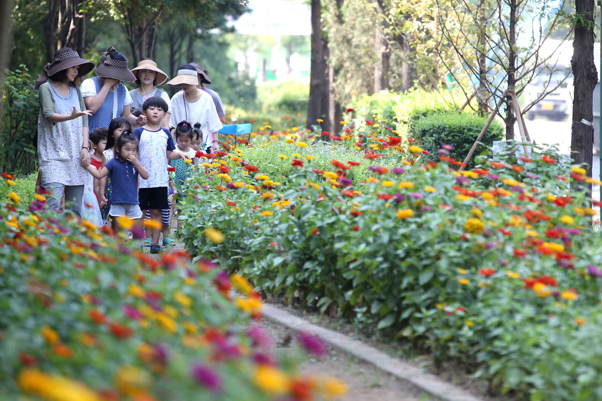 20150806_만석동_백일홍꽃길1.jpg 이미지