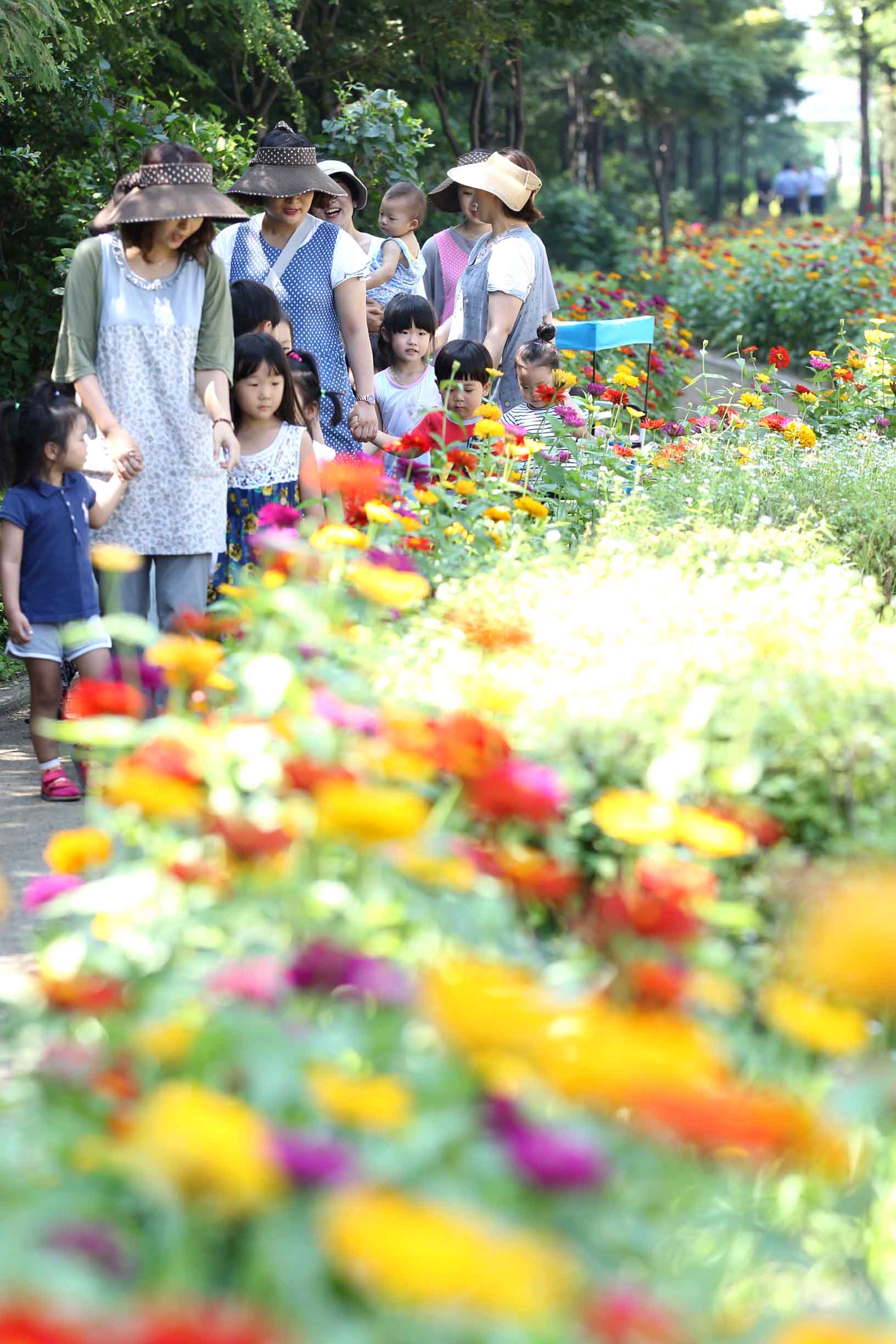 20150806_만석동_백일홍꽃길2.jpg 이미지