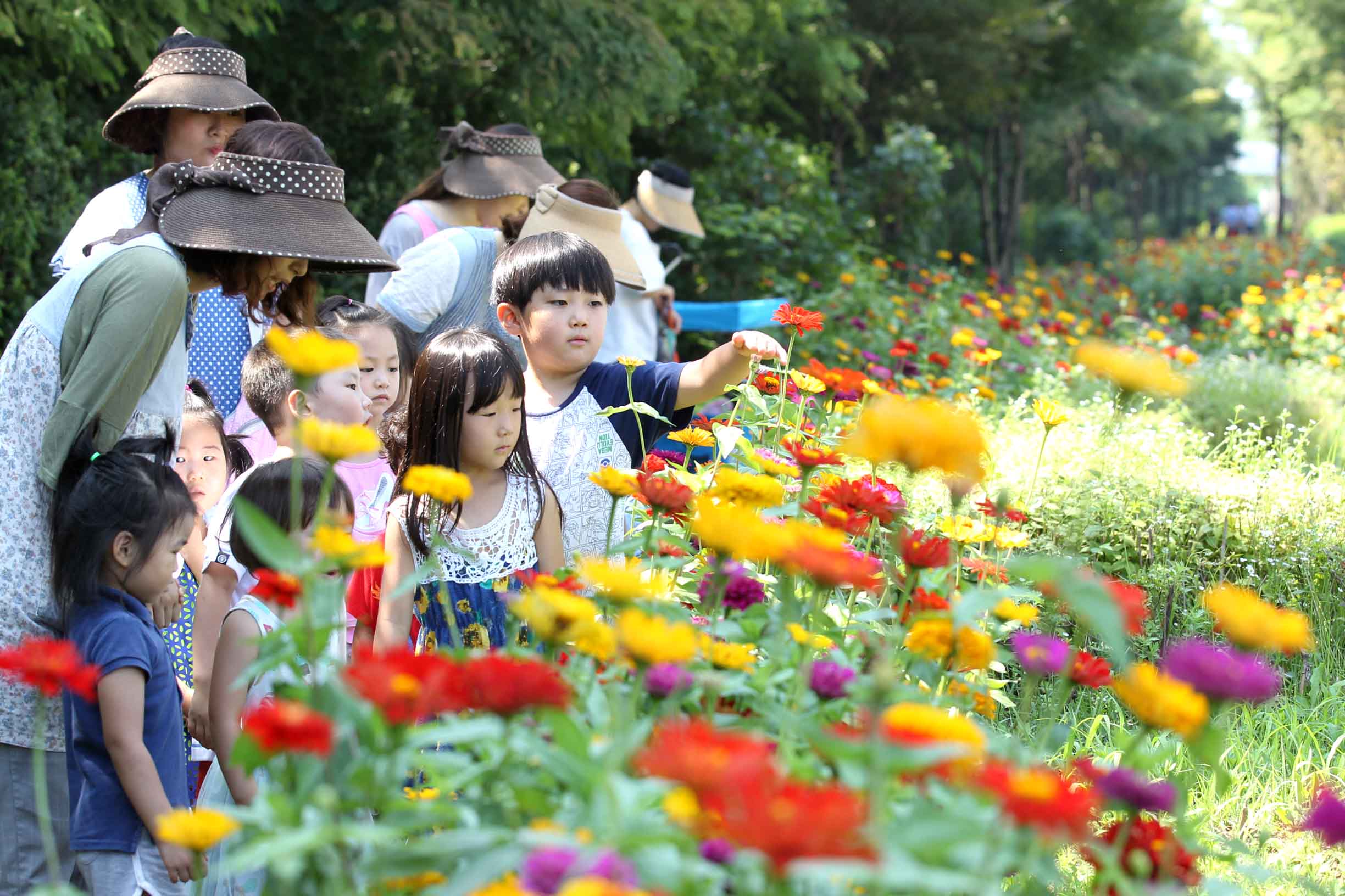 20150806_만석동_백일홍꽃길5.jpg 이미지