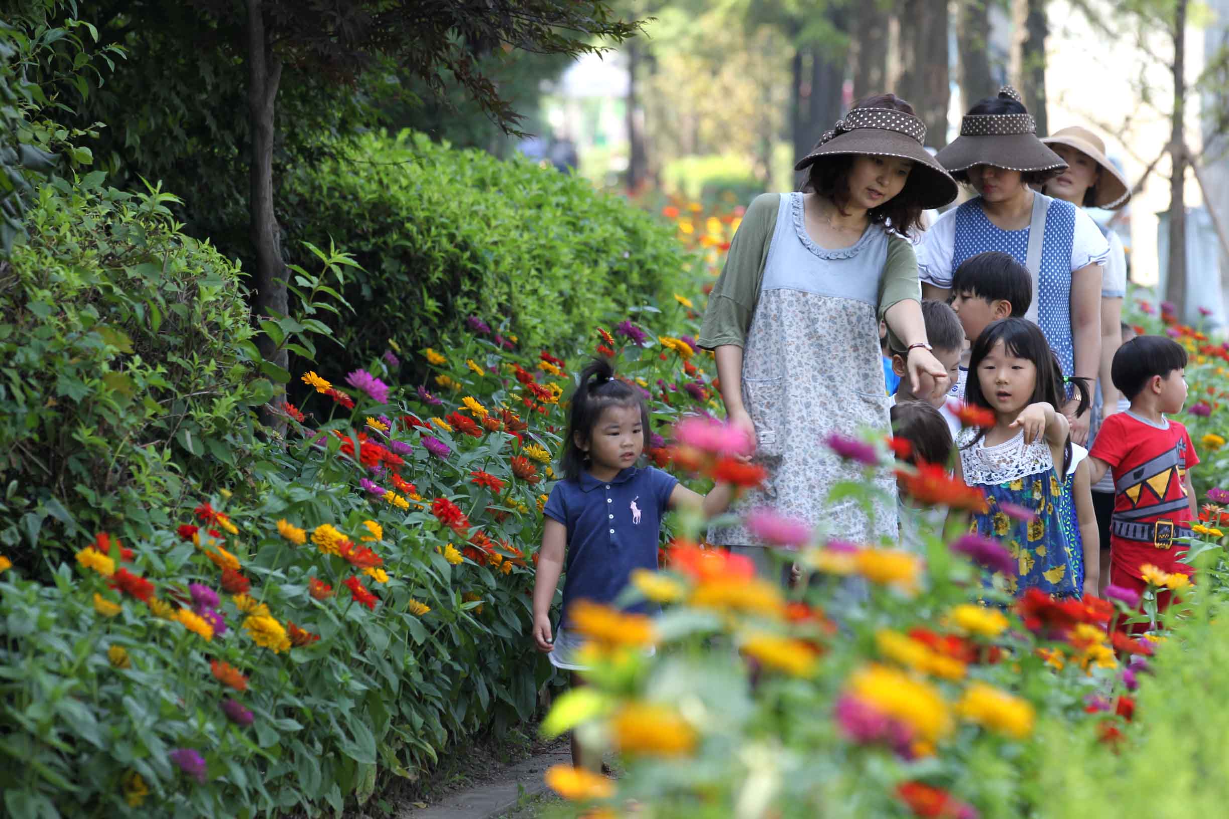 20150806_만석동_백일홍꽃길6.jpg 이미지