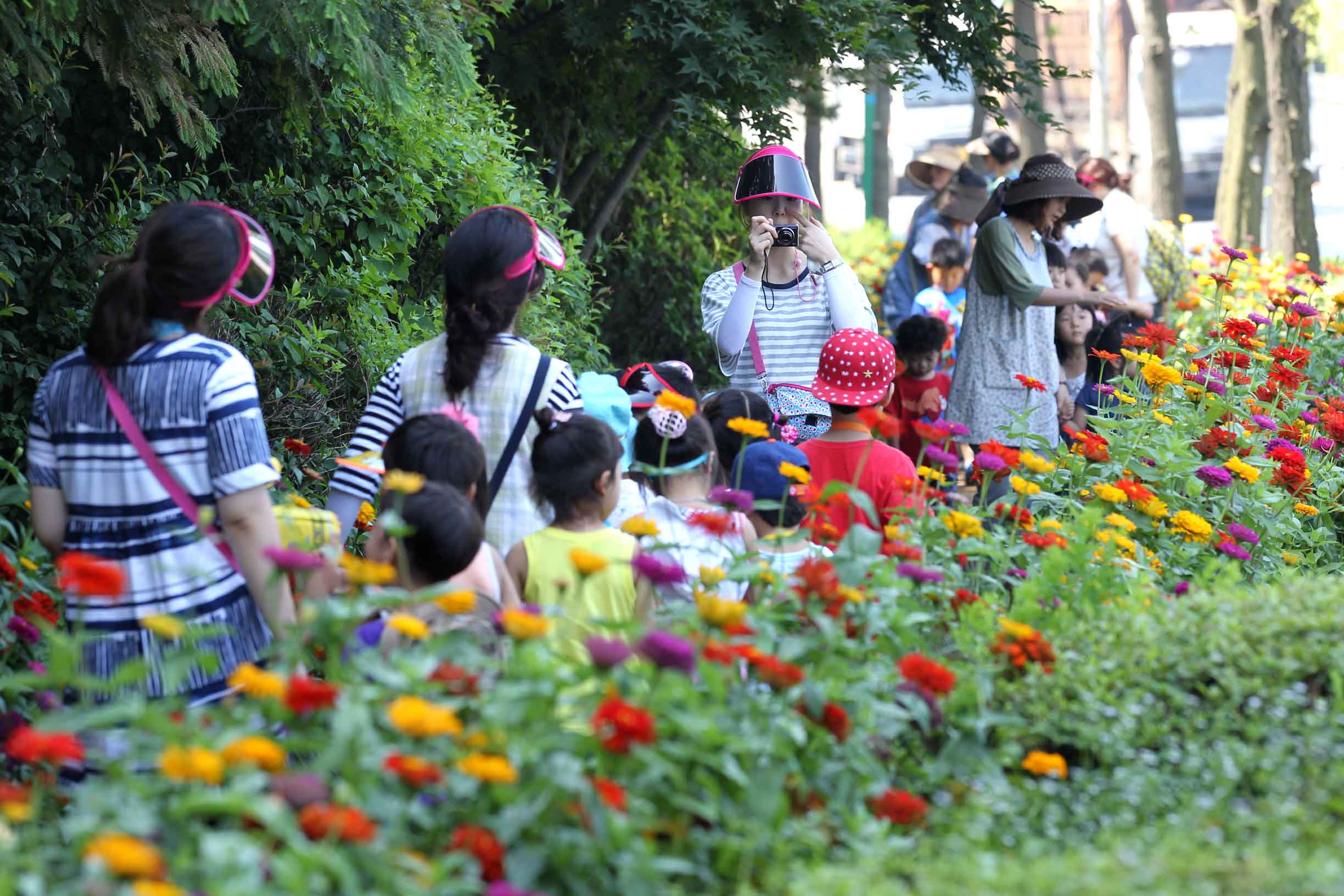 20150806_만석동_백일홍꽃길8.jpg 이미지