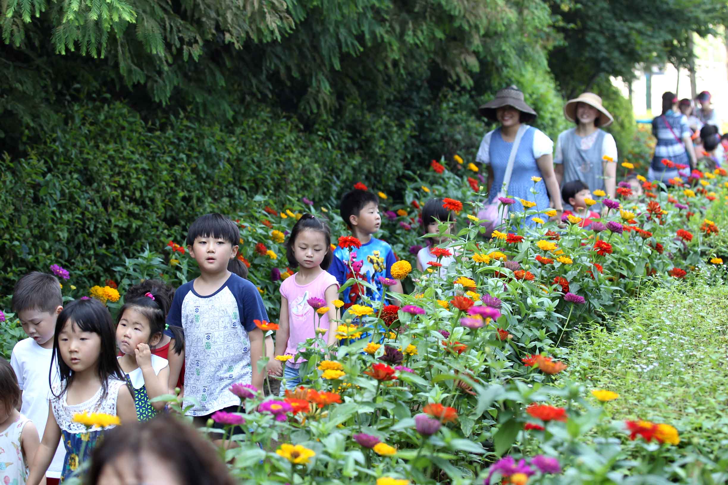 20150806_만석동_백일홍꽃길9.jpg 이미지