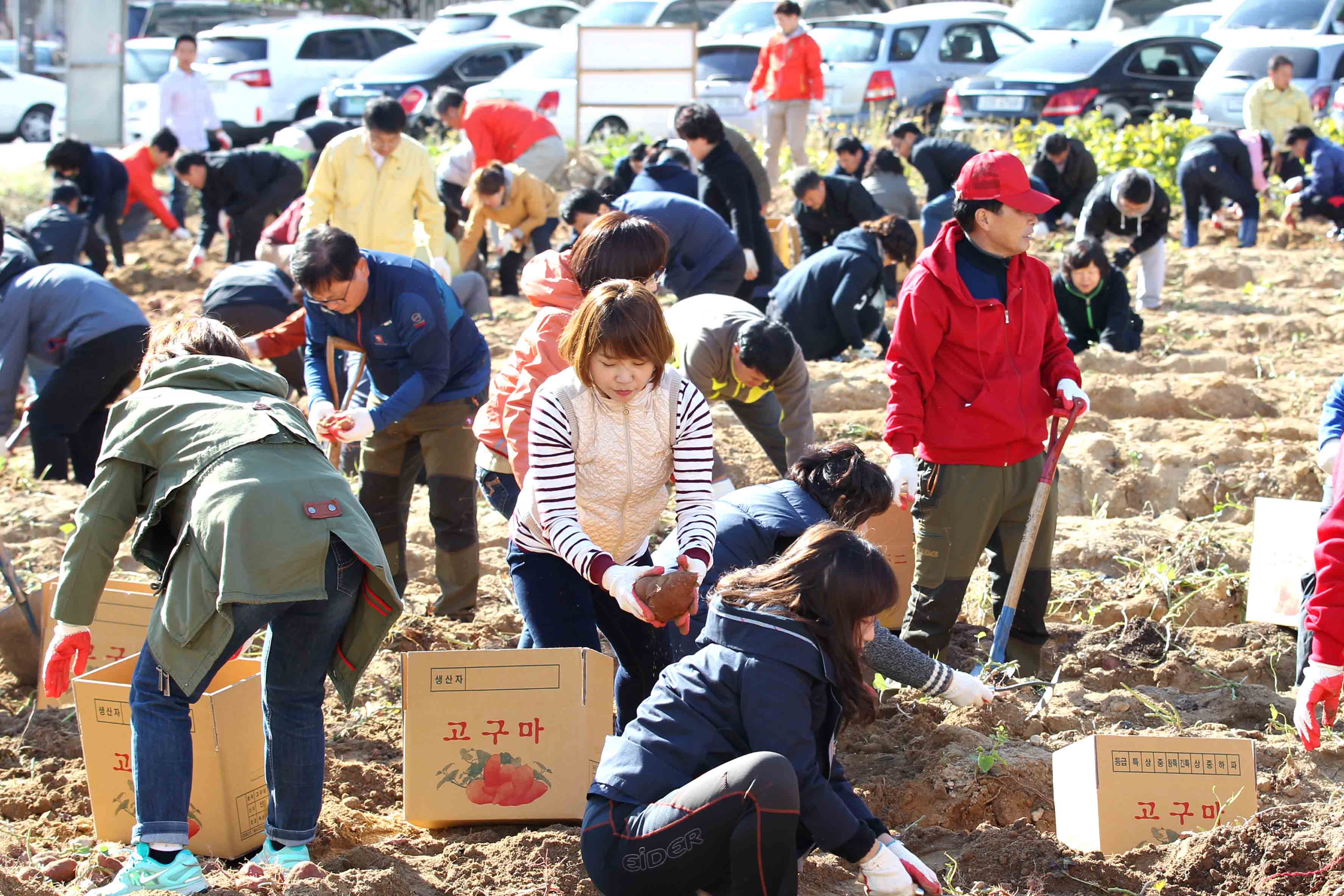 20151030_고구마_수확_및_나눔행사1.jpg 이미지