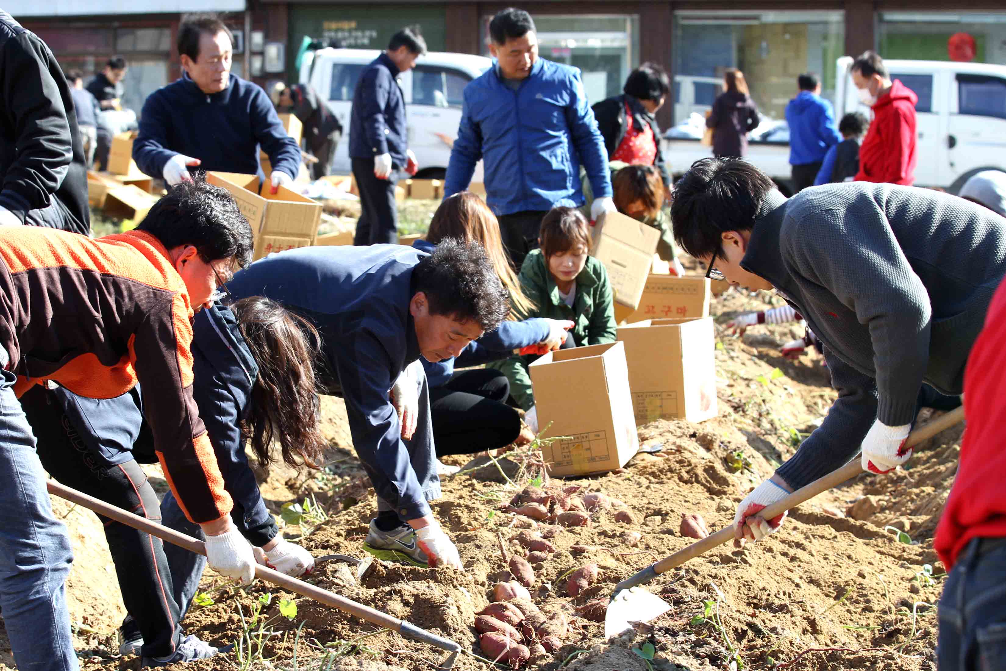 20151030_고구마_수확_및_나눔행사3.jpg 이미지
