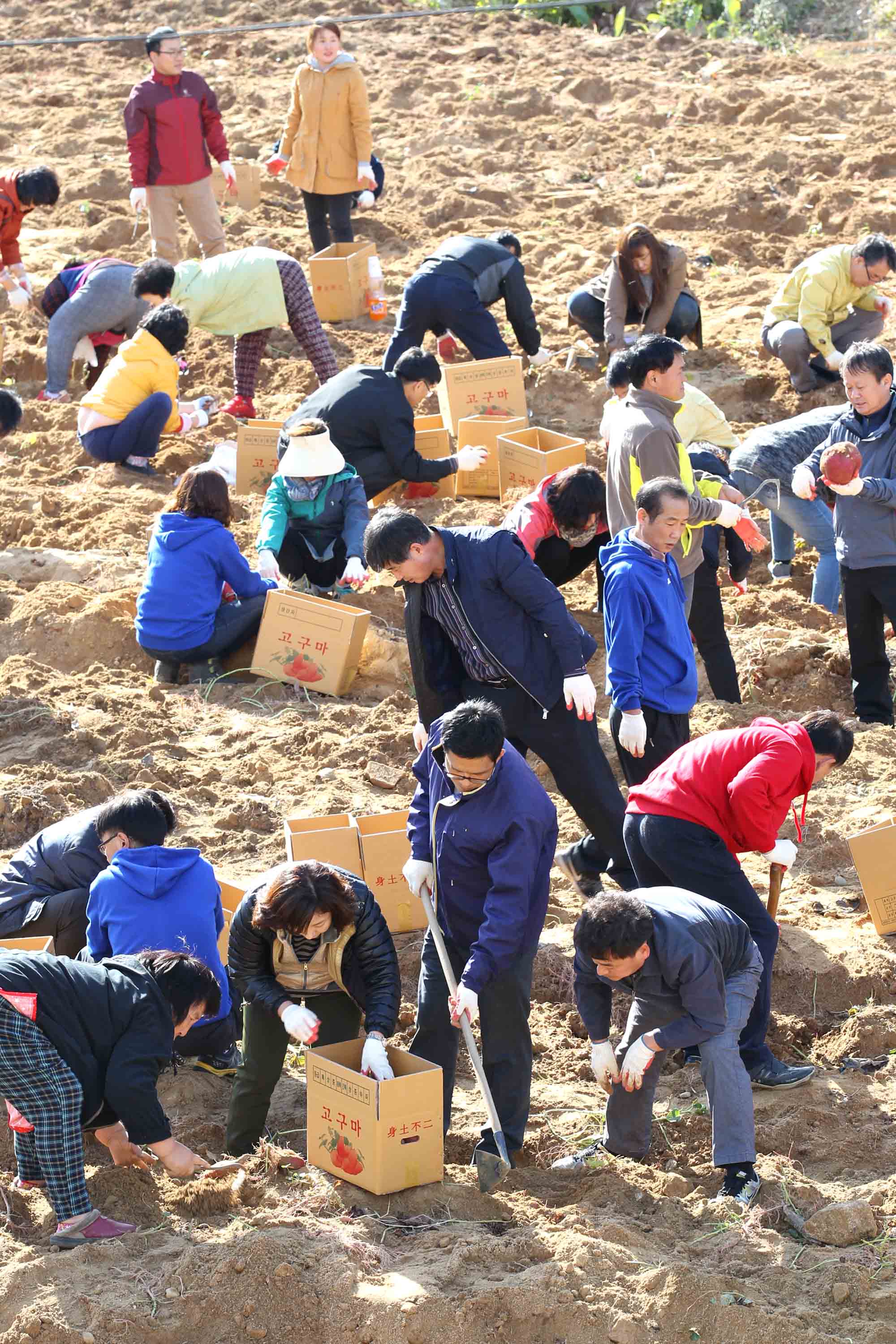 20151030_고구마_수확_및_나눔행사4.jpg 이미지