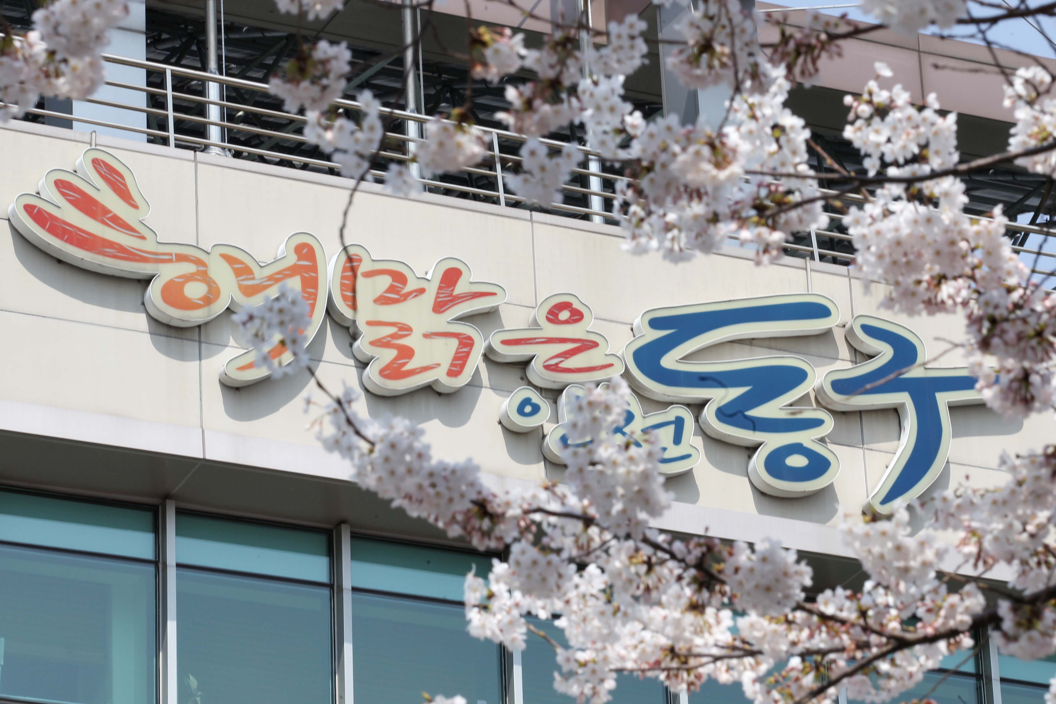 벚꽃동구청(동구청봄).jpg 이미지