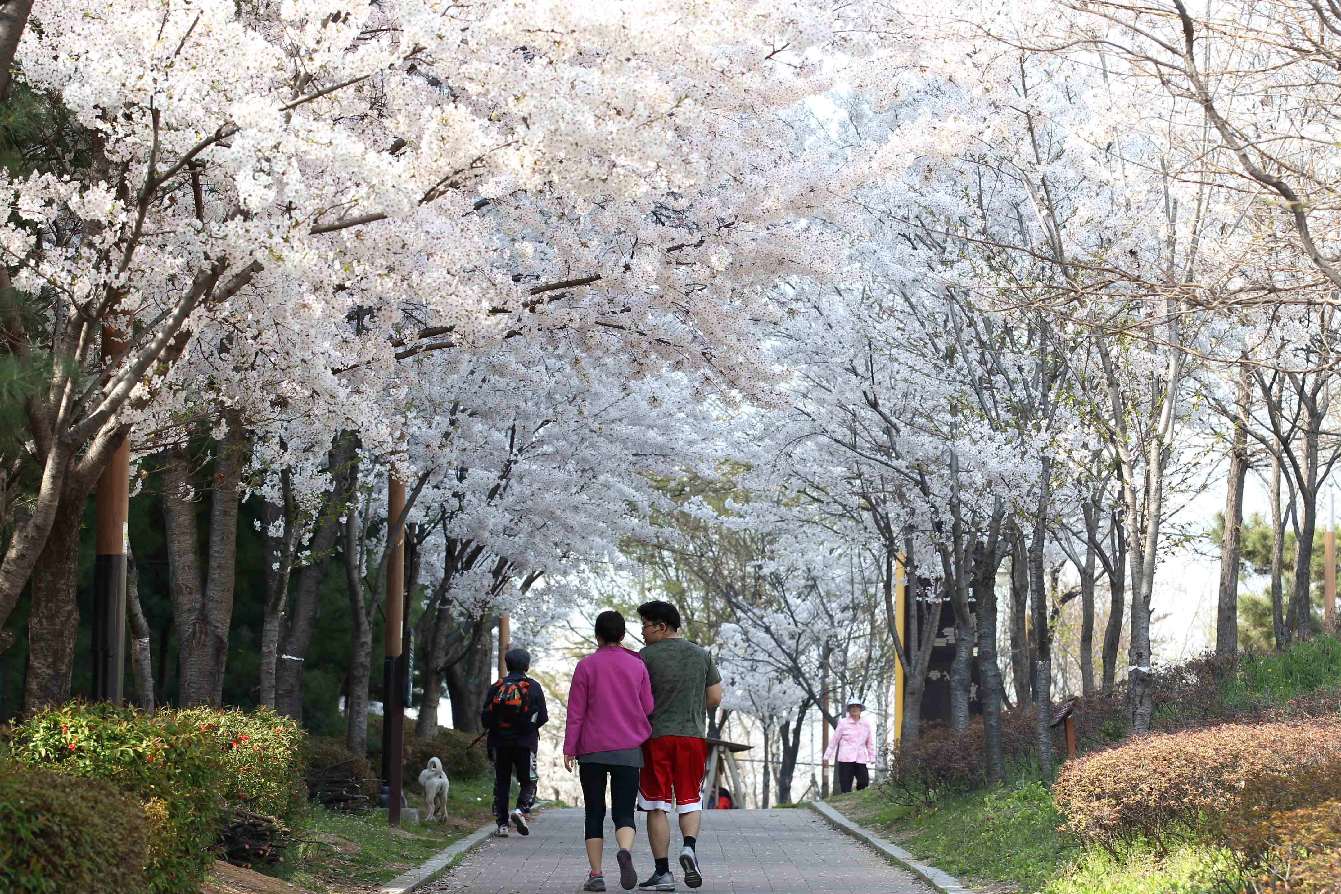 20160411_화도진공원_송현근린공원_봄_스케치15.jpg 이미지
