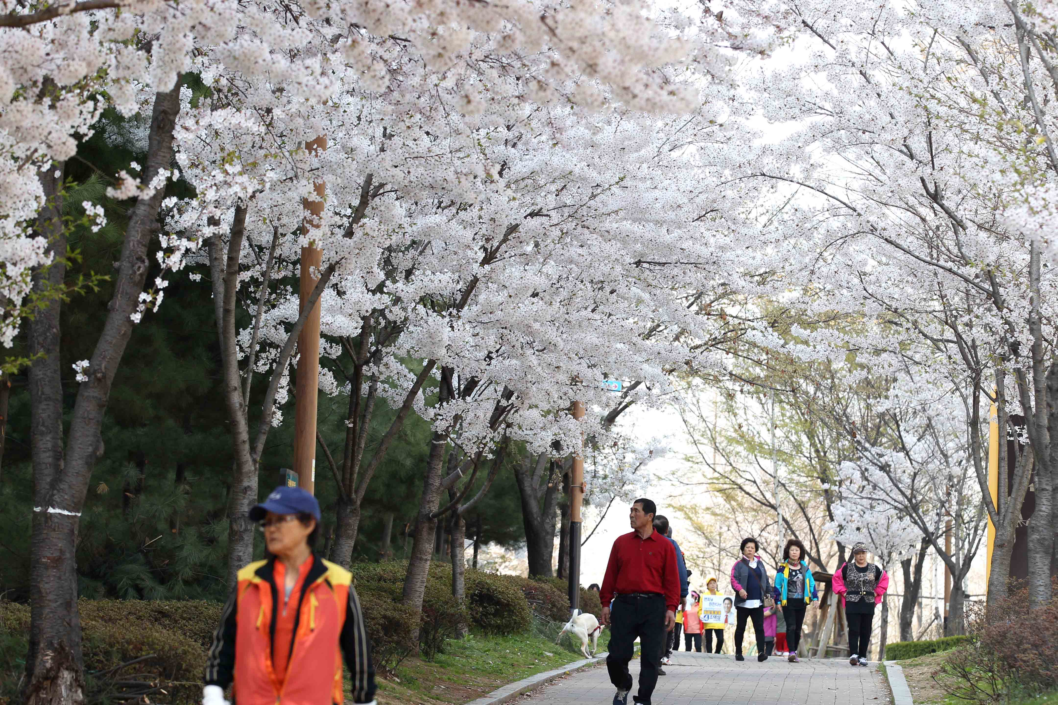 20160411_화도진공원_송현근린공원_봄_스케치16.jpg 이미지