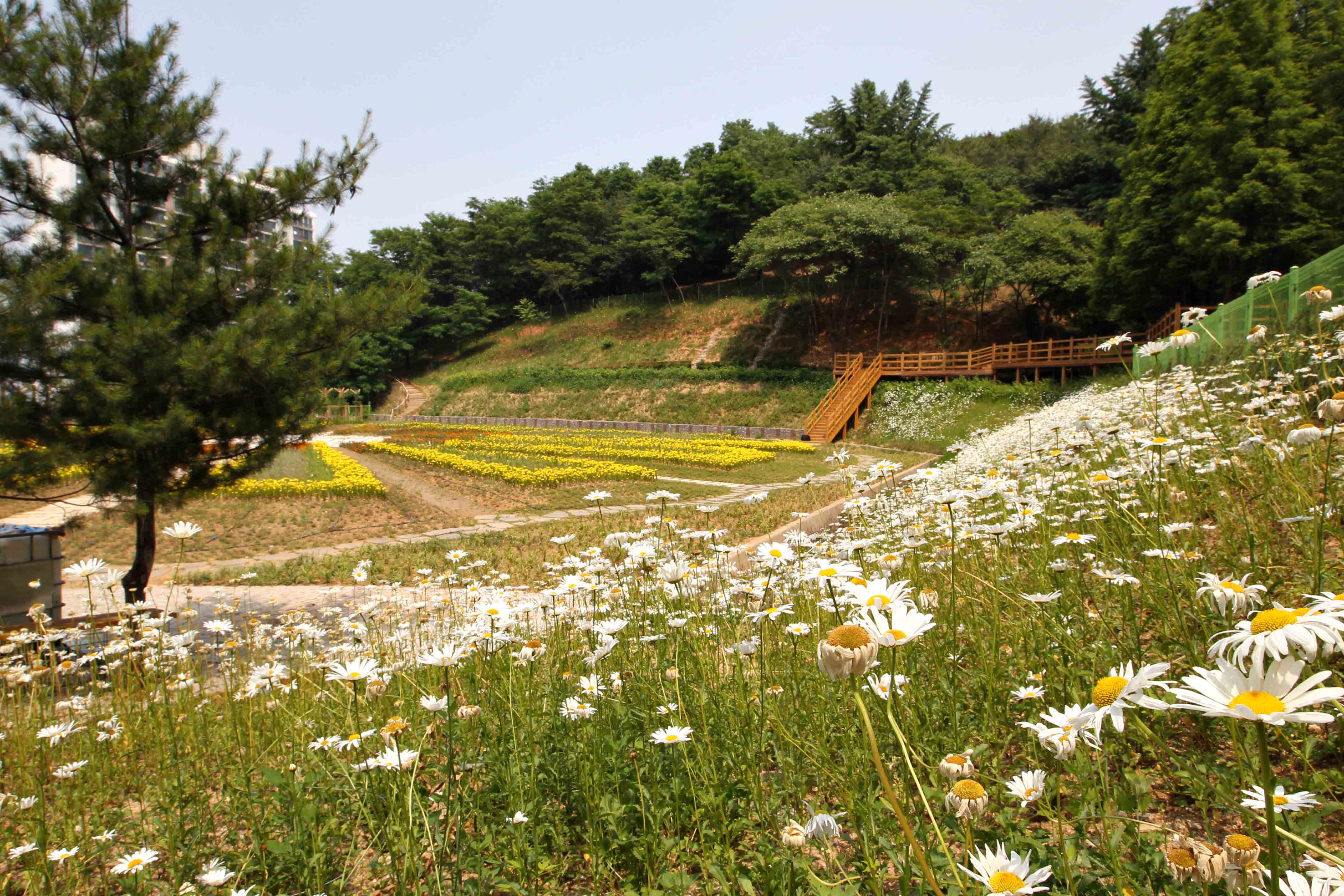 20160610_송현근린공원_하늘생태정원_여름꽃_스케치3.jpg 이미지