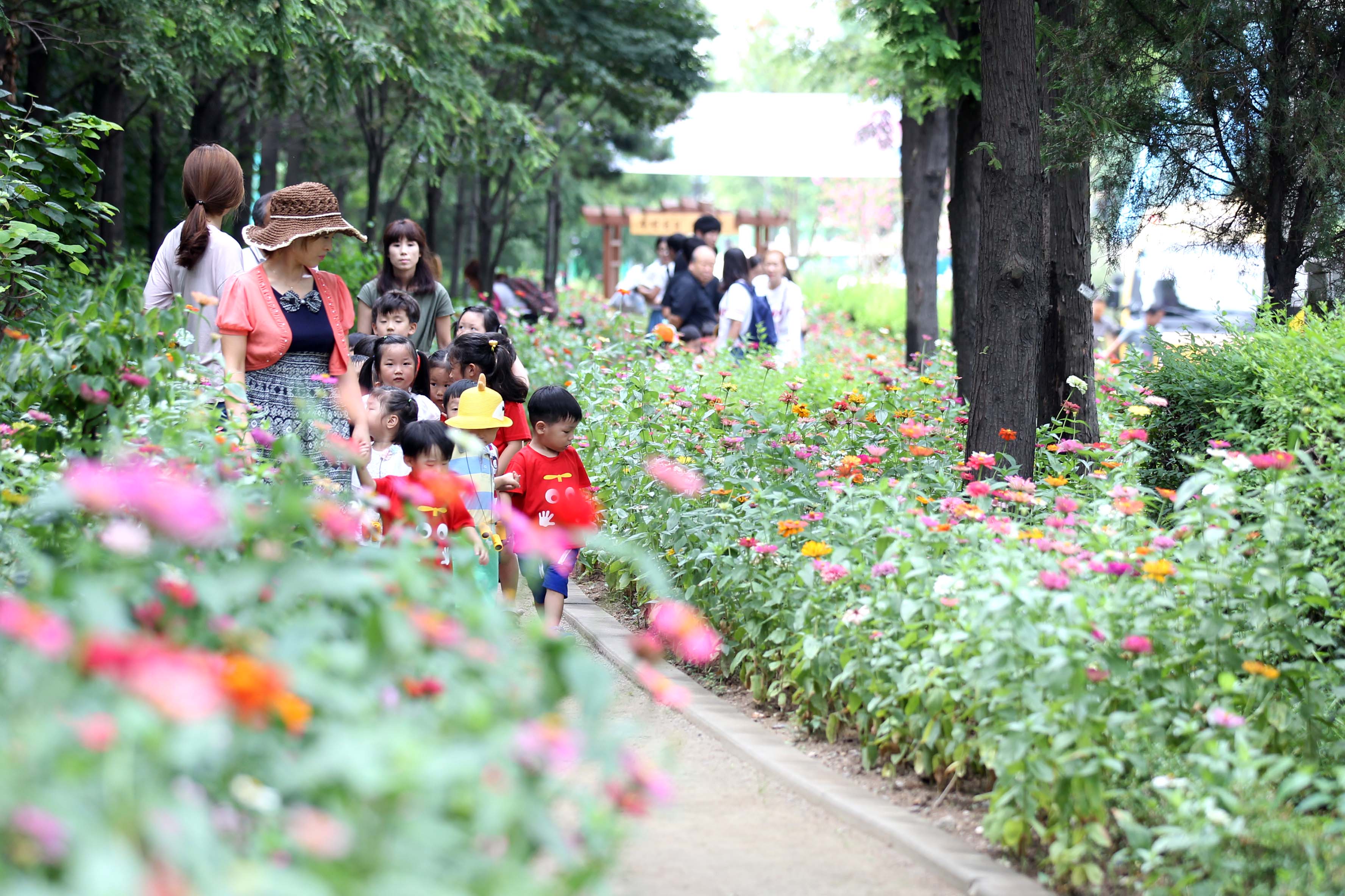 20160809_만석동_백일홍_꽃길_스케치1.jpg 이미지