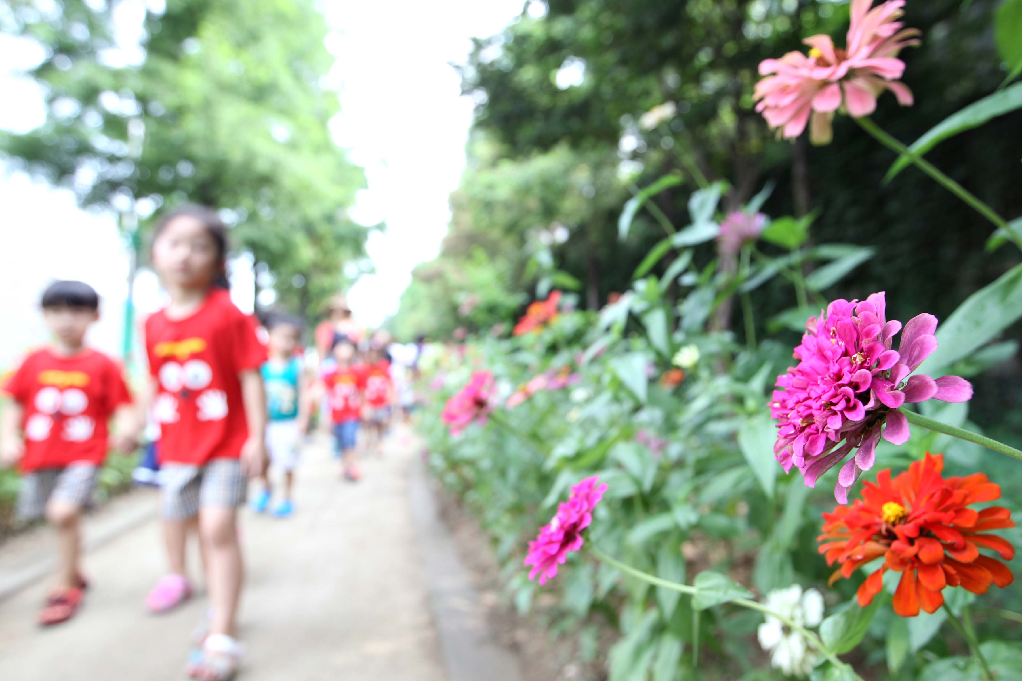 20160809_만석동_백일홍_꽃길_스케치4.jpg 이미지