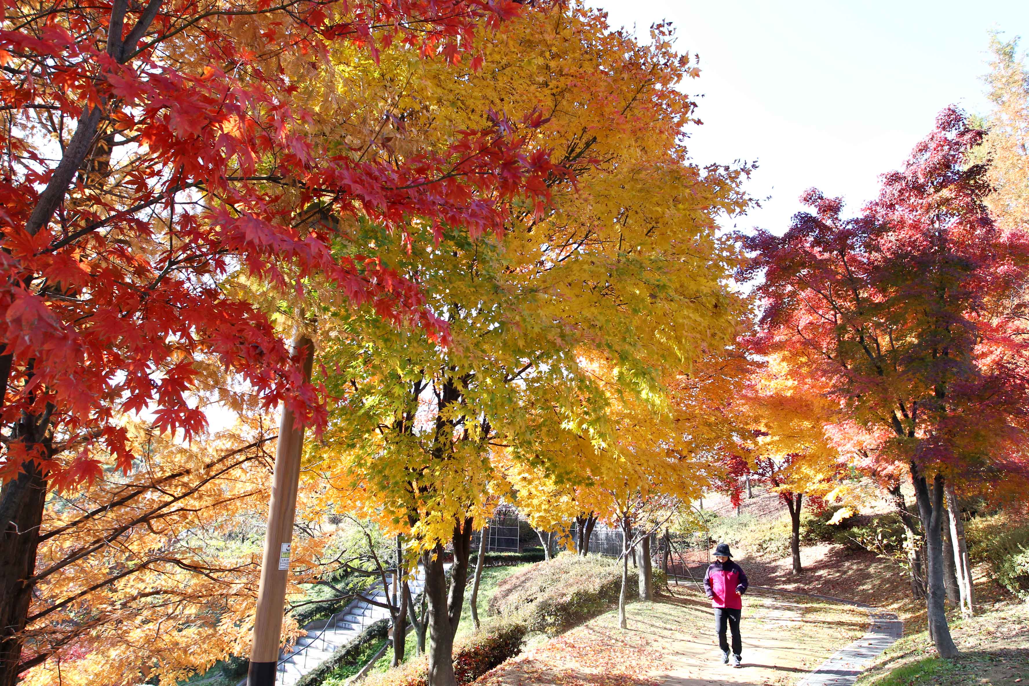 20161115_송현근린공원_가을_스케치5.jpg 이미지