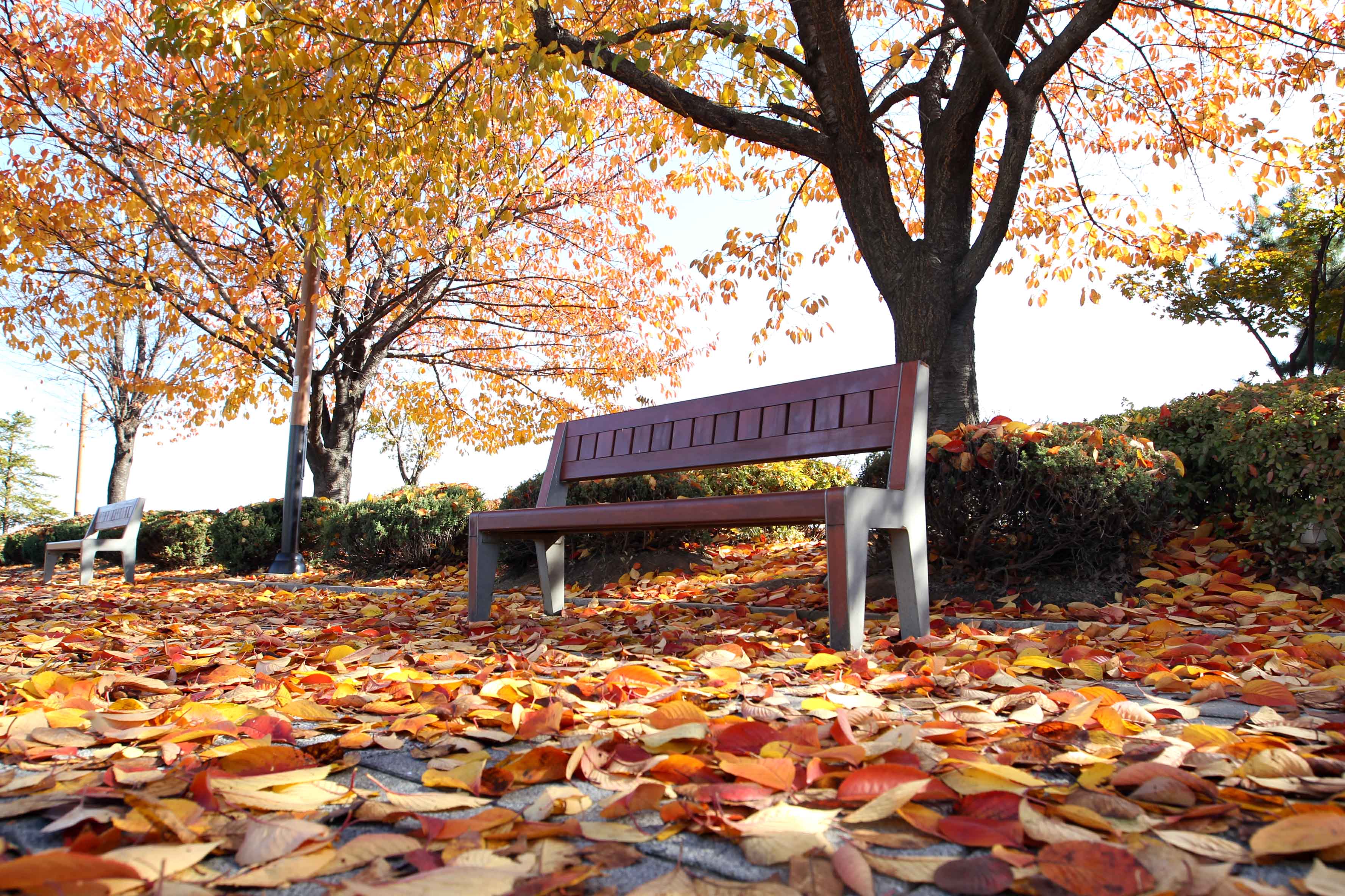 20161115_송현근린공원_가을_스케치8.jpg 이미지