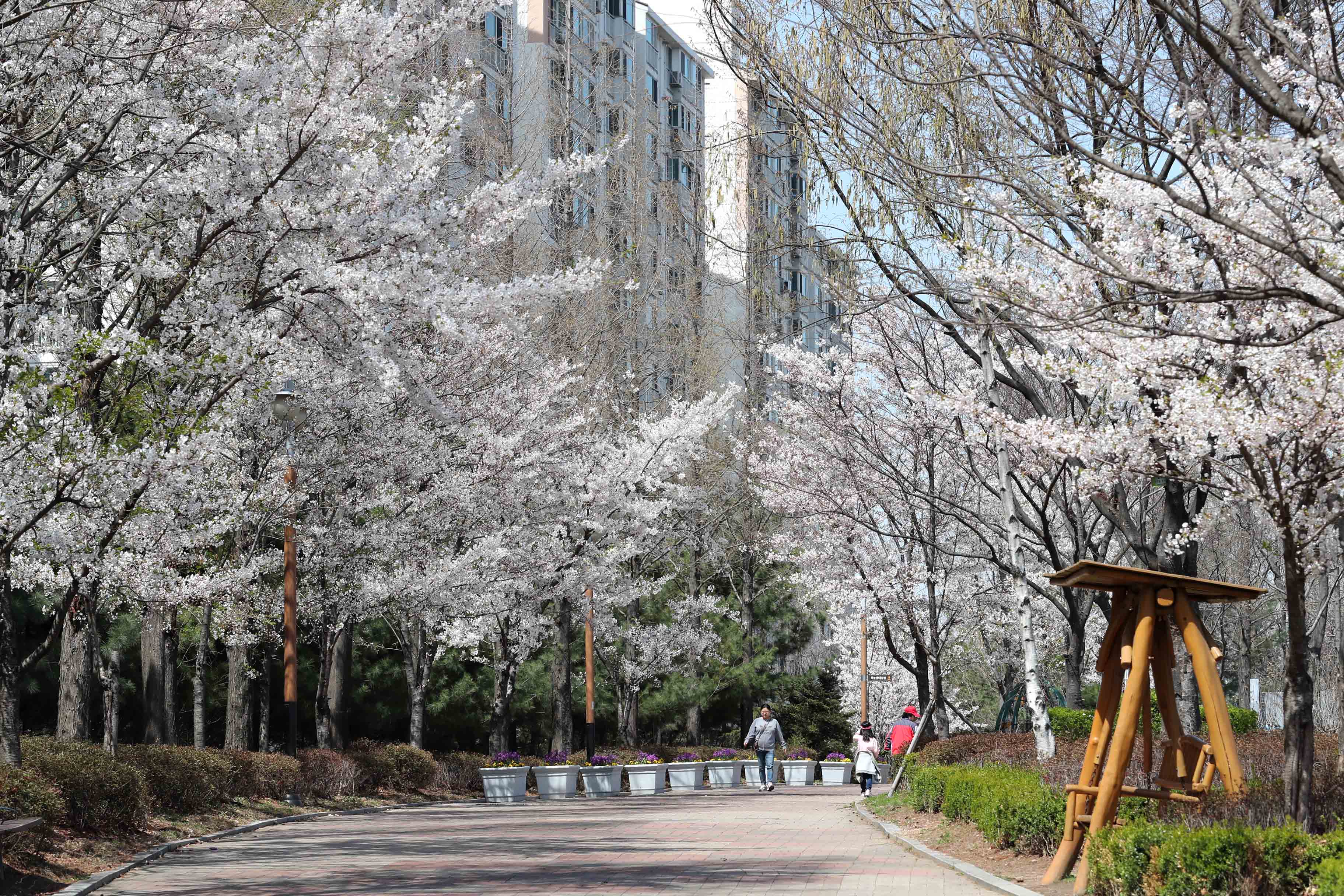 20180412_봄_벚꽃_송현근린공원_스케치2.jpg 이미지