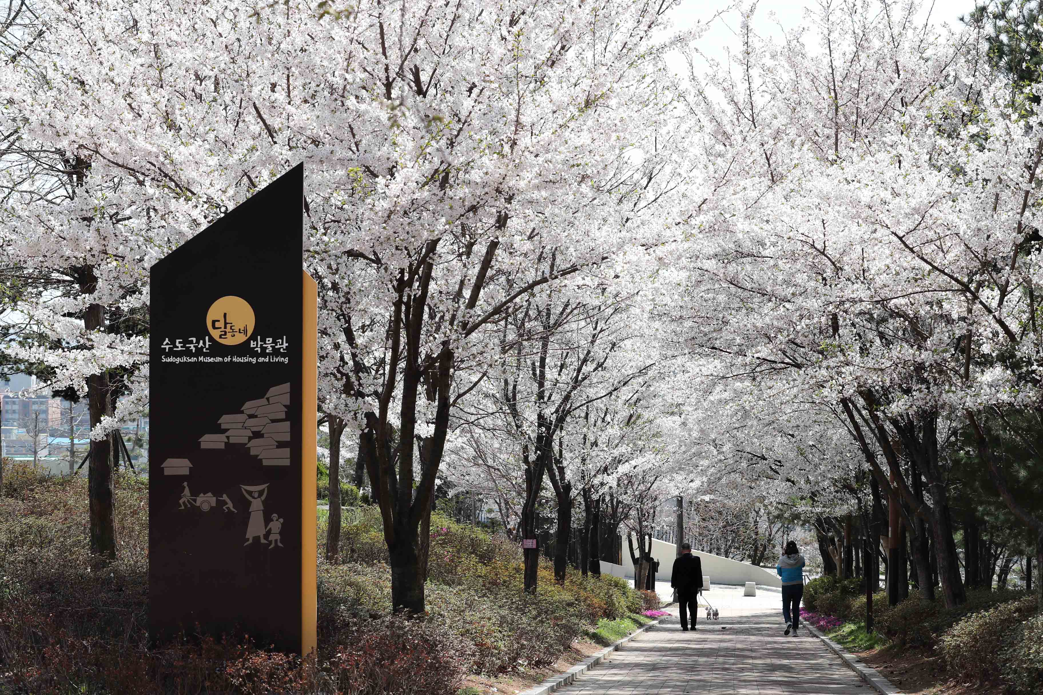 20180412_봄_벚꽃_송현근린공원_스케치3.jpg 이미지