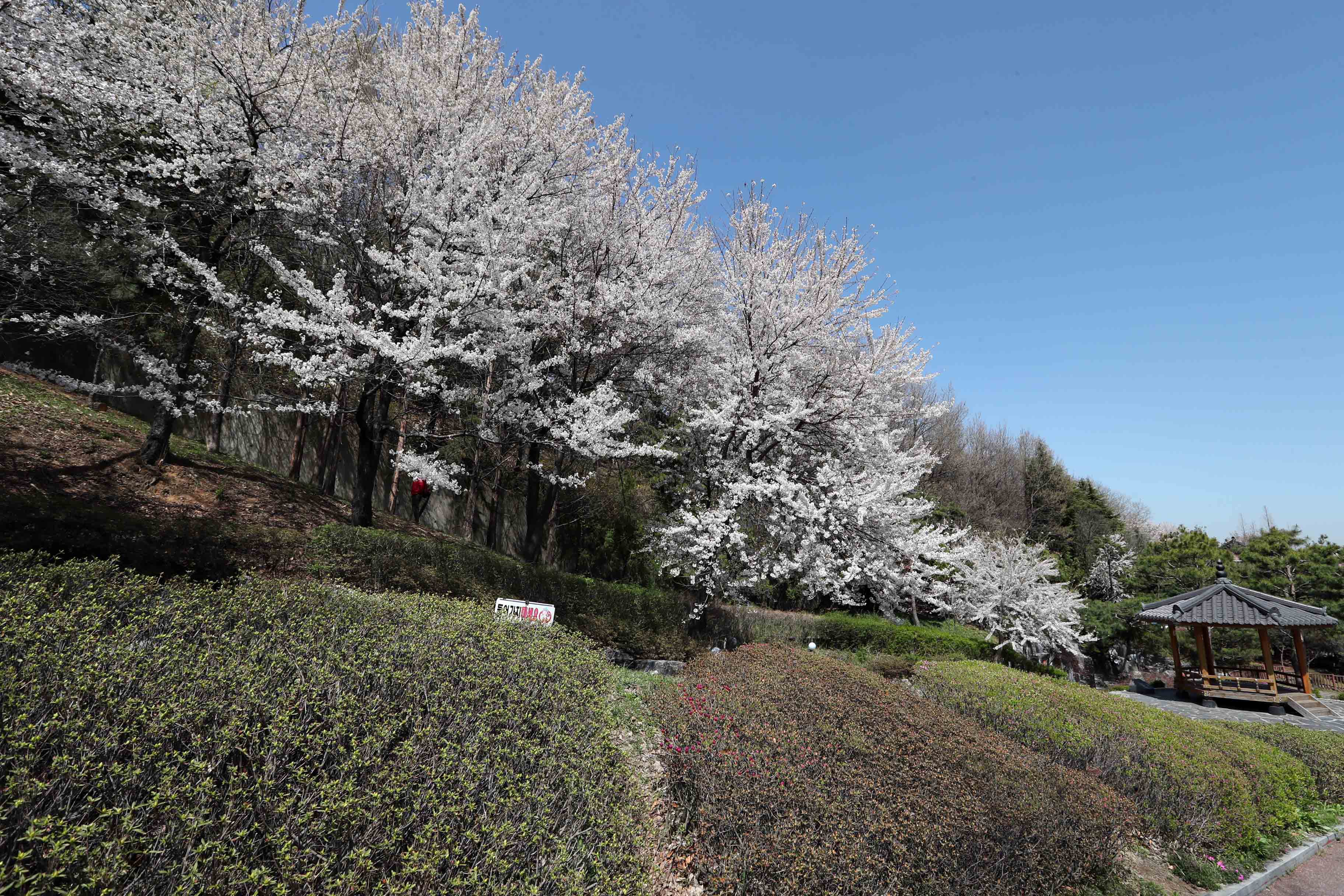 20180412_봄_벚꽃_송현근린공원_스케치6.jpg 이미지