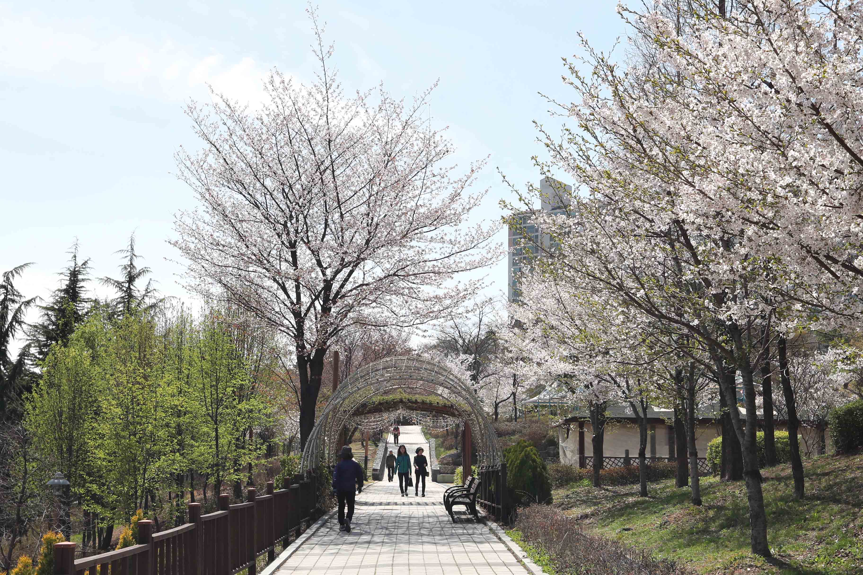 20180412_봄_벚꽃_송현근린공원_스케치7.jpg 이미지