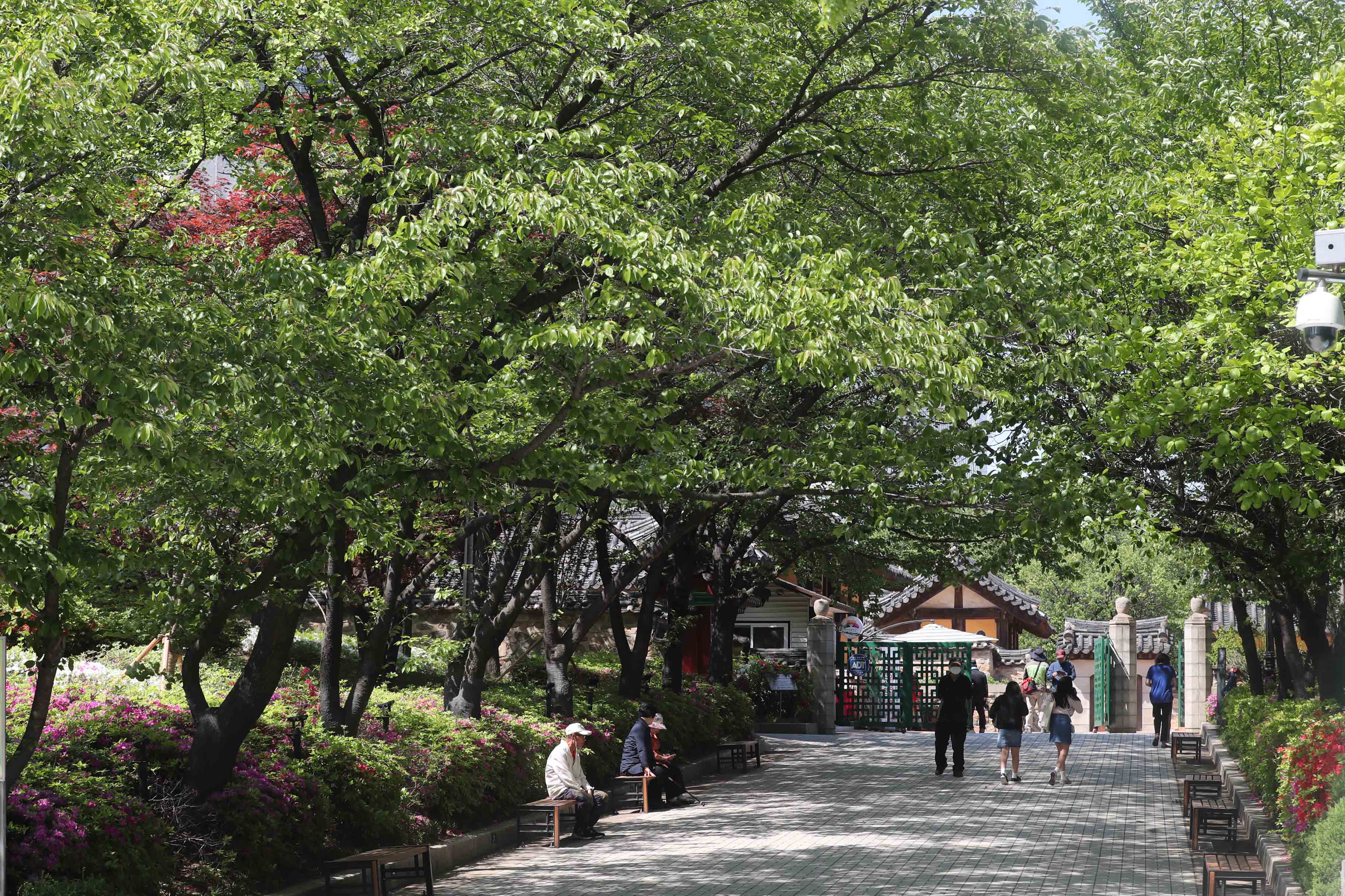 20180504_화도진공원_철쭉2.jpg 이미지