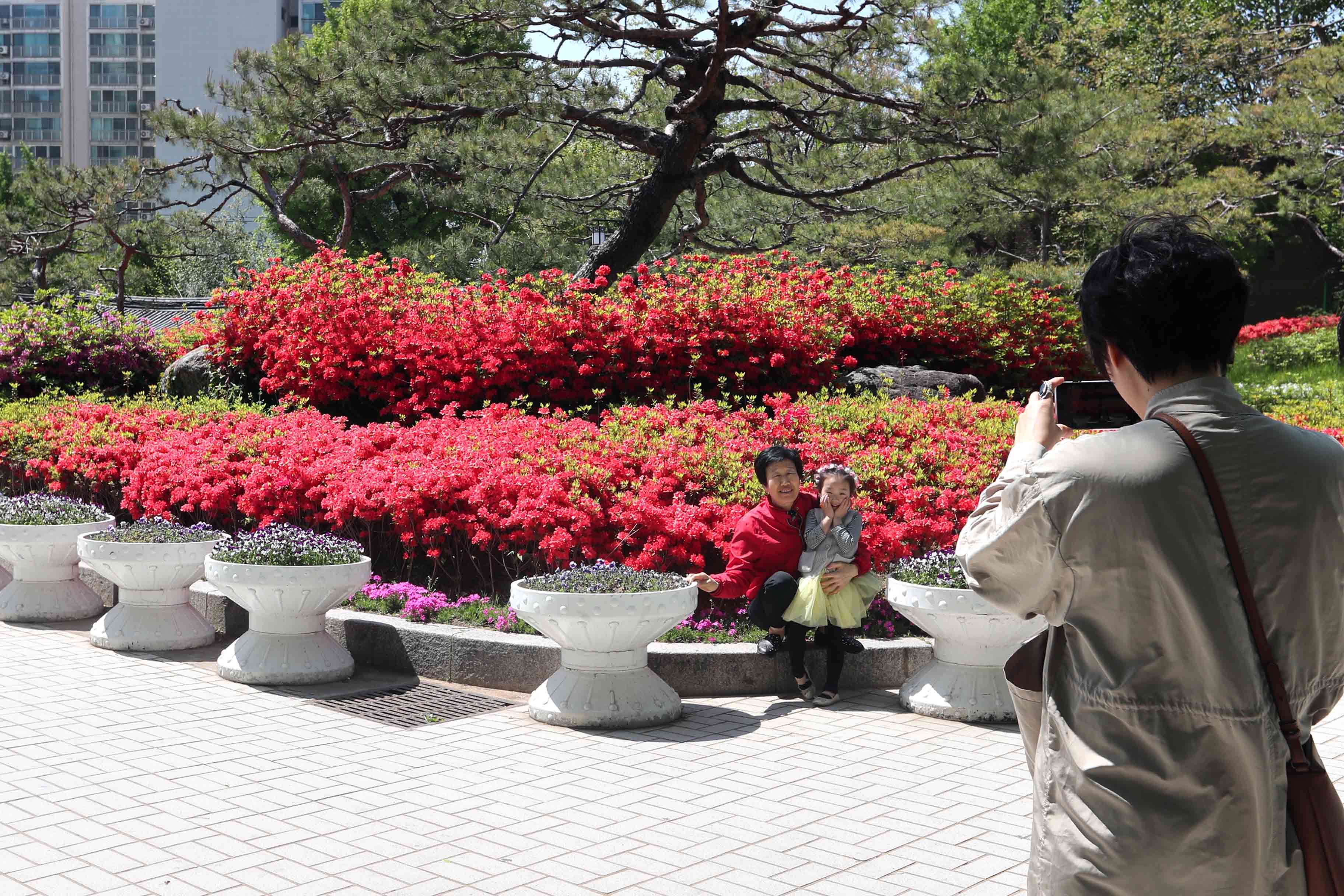 20180504_화도진공원_철쭉6.jpg 이미지