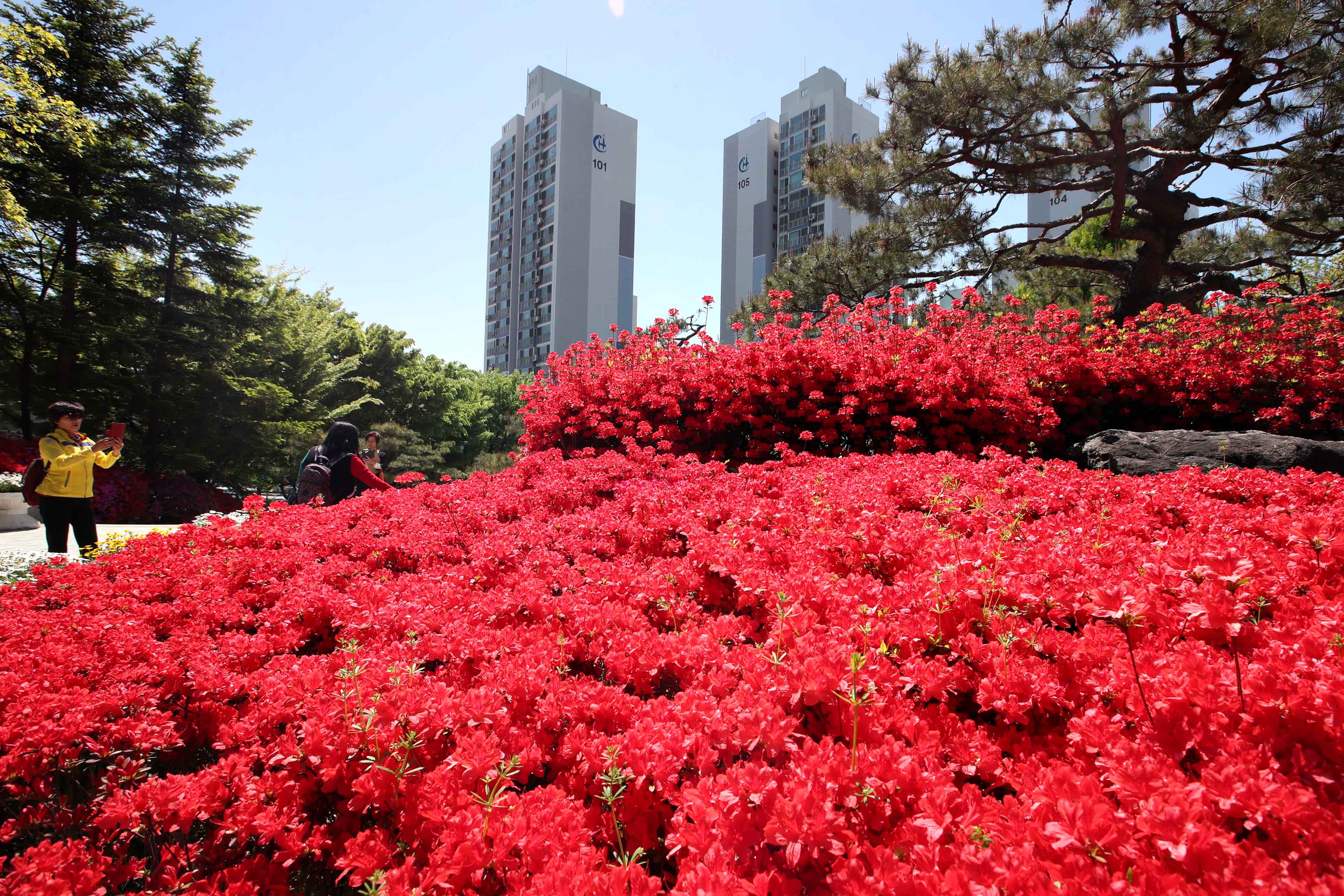 20190502_화도진공원_철쭉_스케치3.jpg 이미지