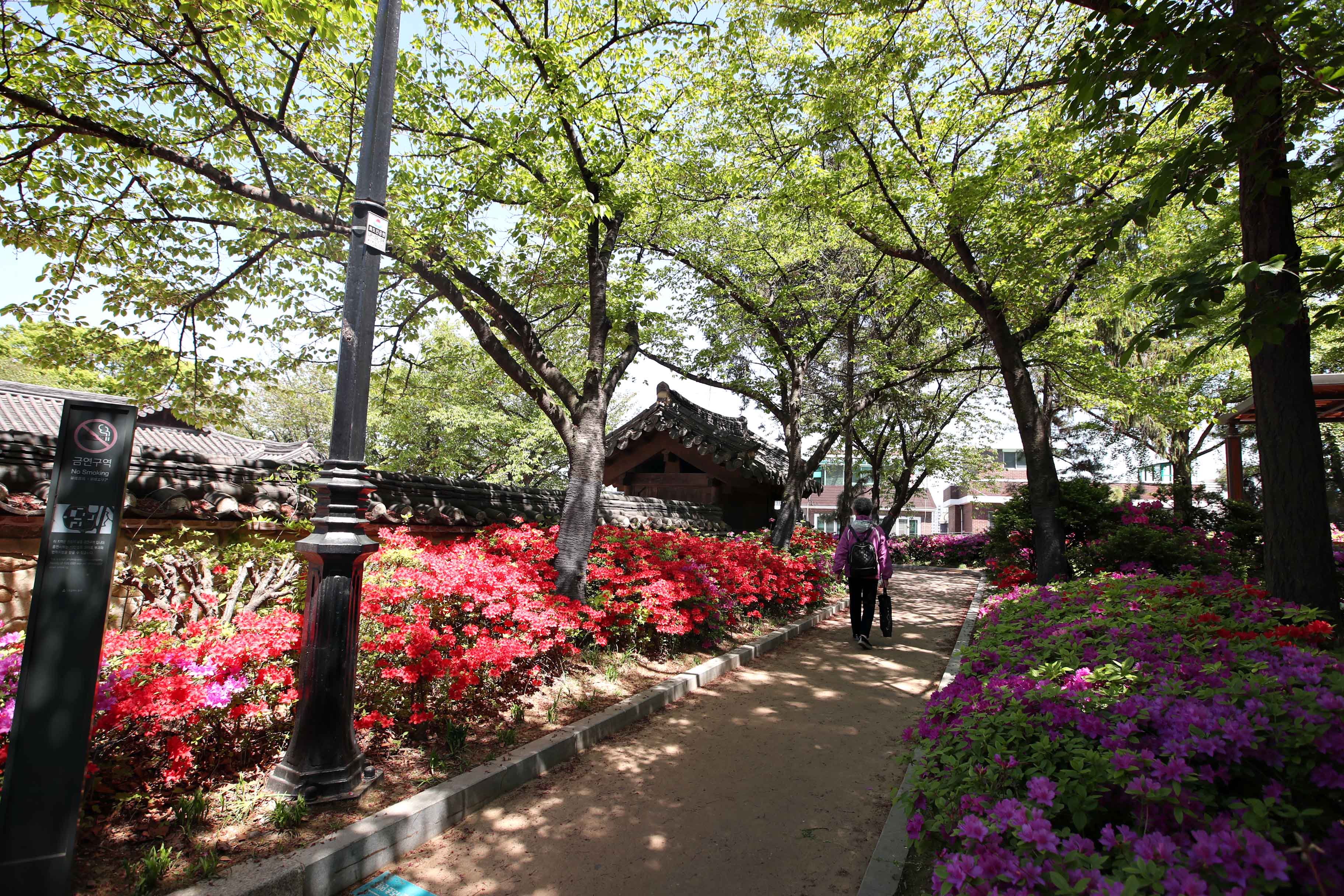 20190502_화도진공원_철쭉_스케치7.jpg 이미지