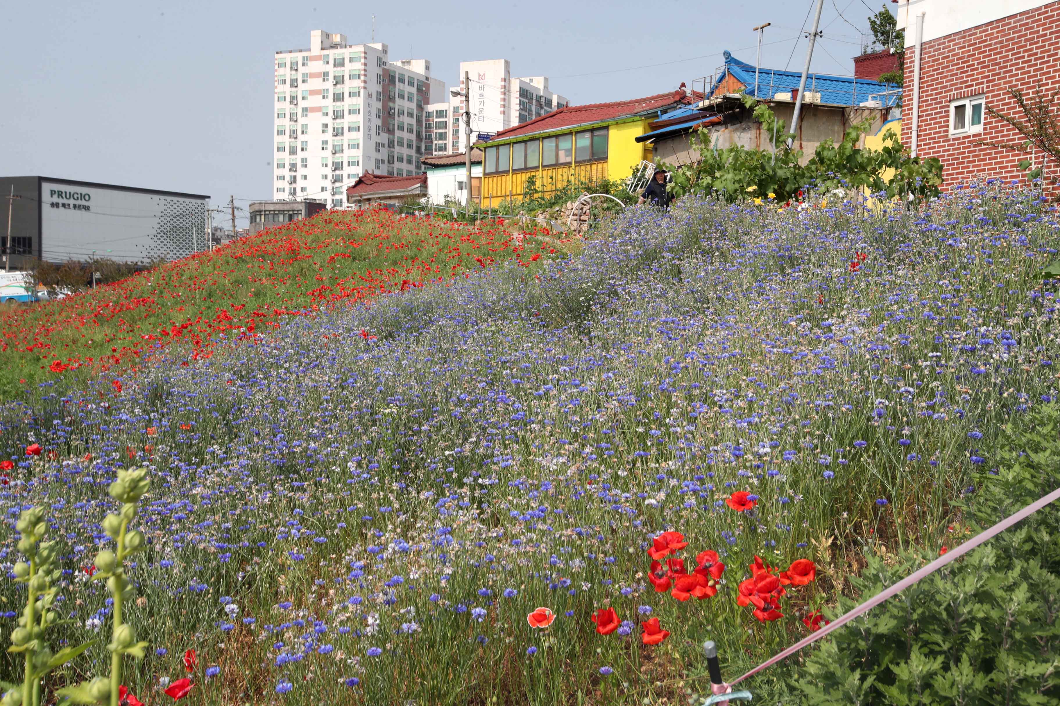 20190605_배다리_양귀비_스케치4.jpg 이미지