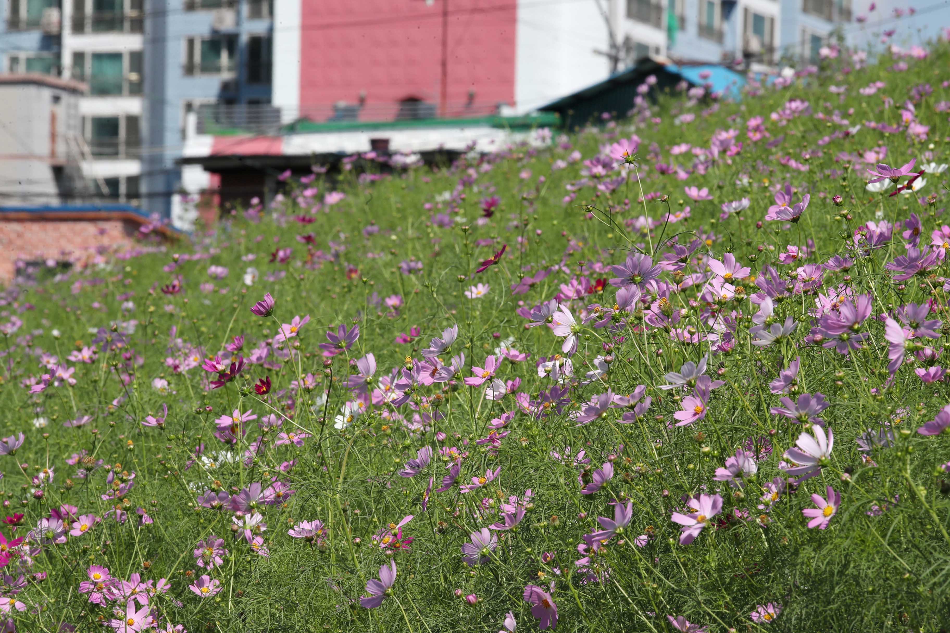 20190923_배다리_산업도로_미개설지_코스모스_스케치6.jpg 이미지