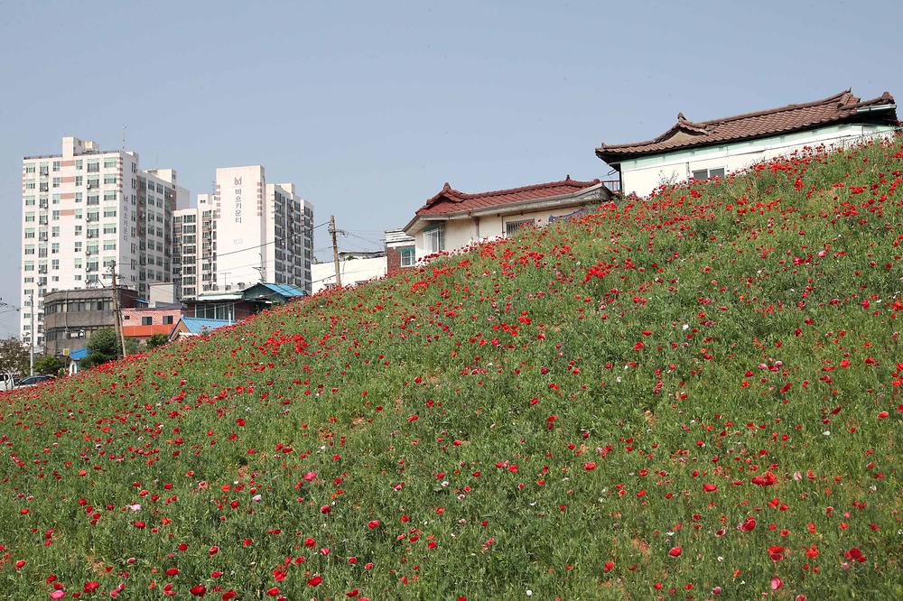 배다리 산업도로 미개설지 양귀비 스케치 사진