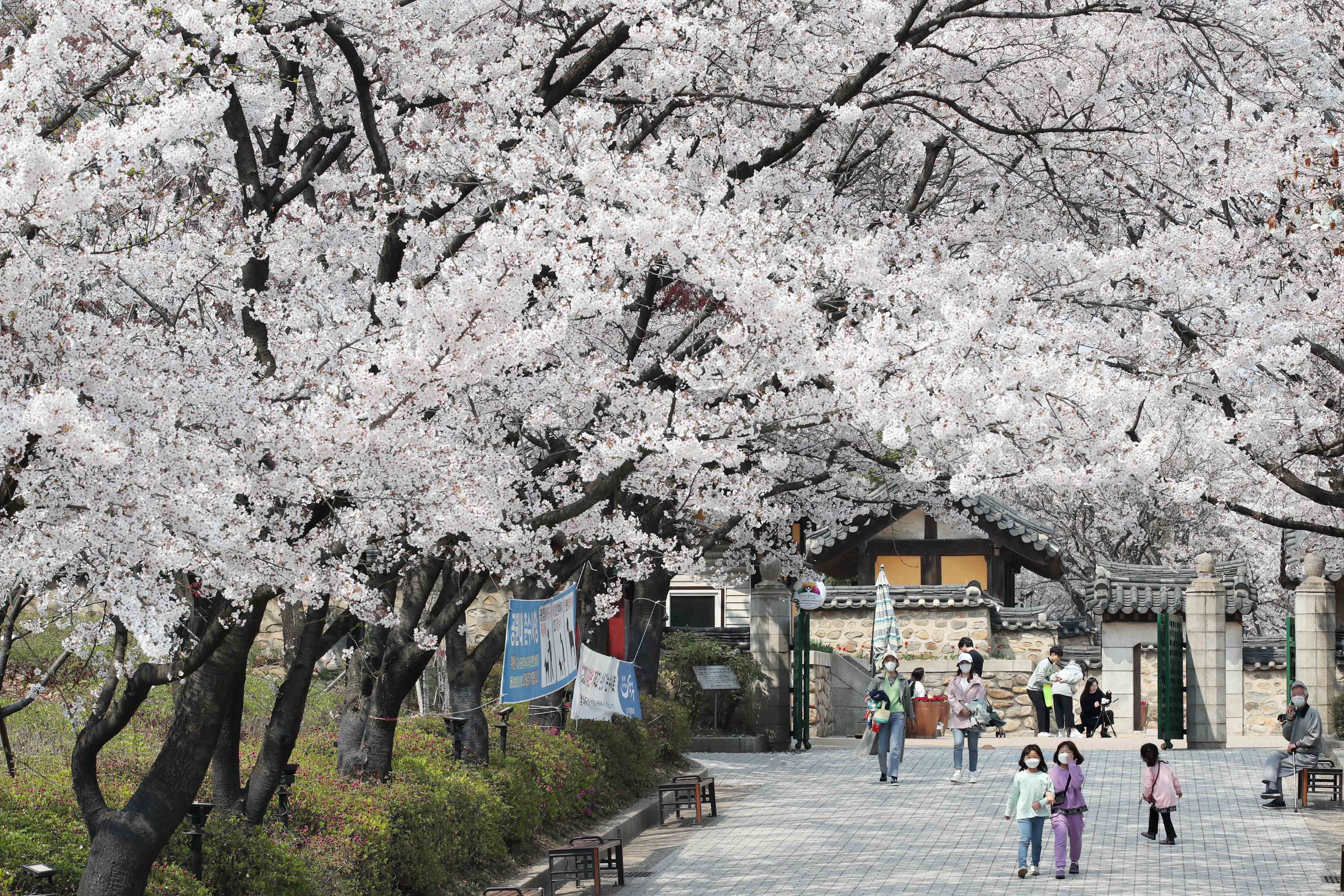 20200410_화도진공원_봄_벚꽃_스케치1.jpg 이미지