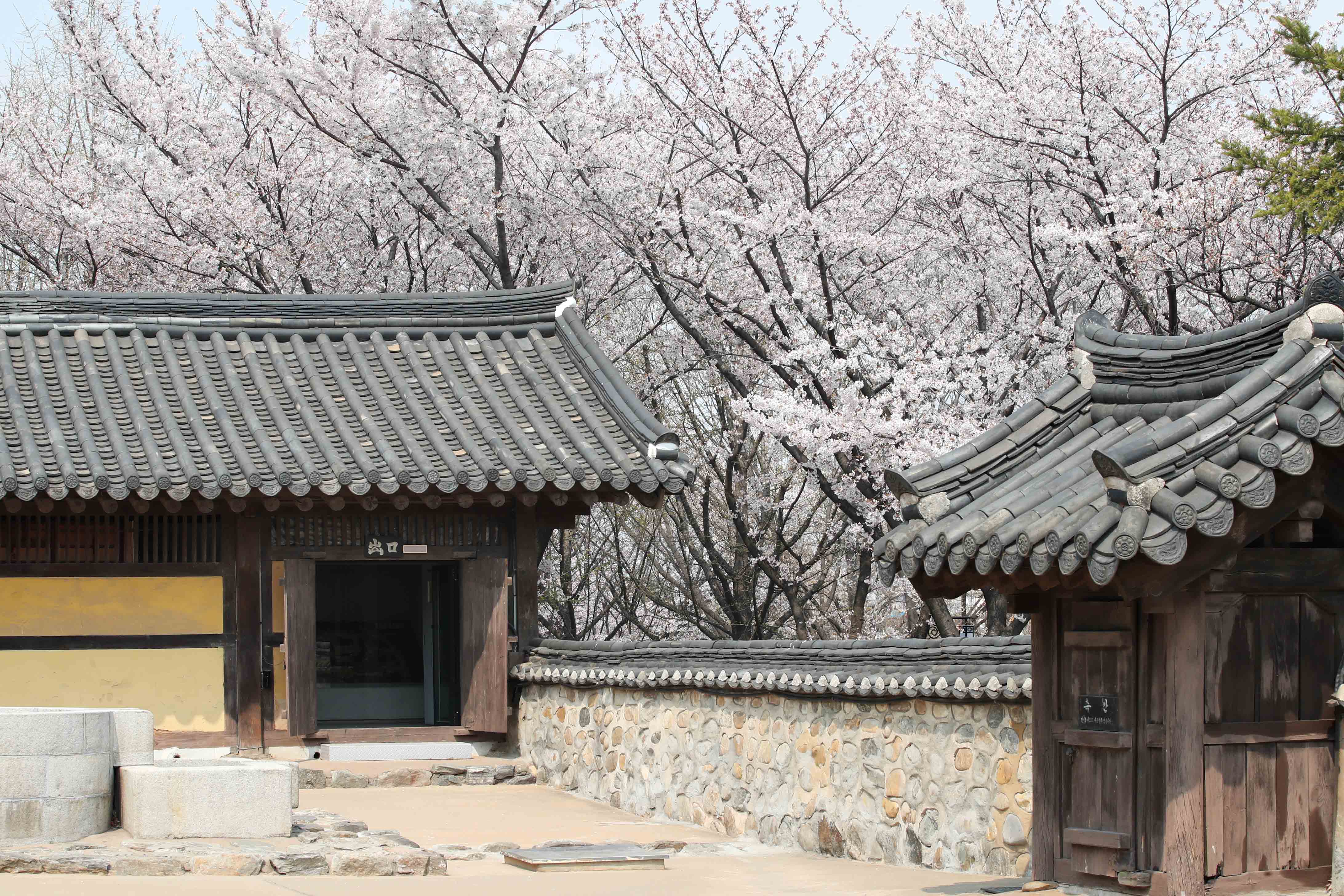 20200410_화도진공원_봄_벚꽃_스케치10.jpg 이미지