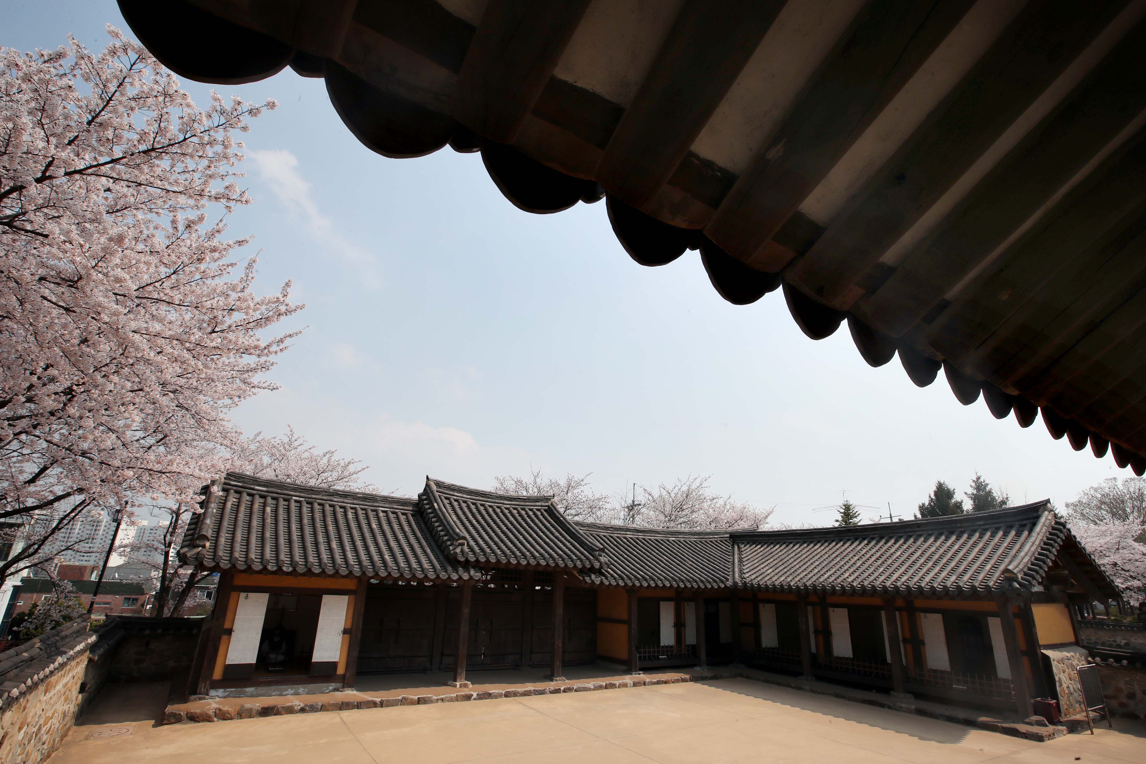 20200410_화도진공원_봄_벚꽃_스케치11.jpg 이미지