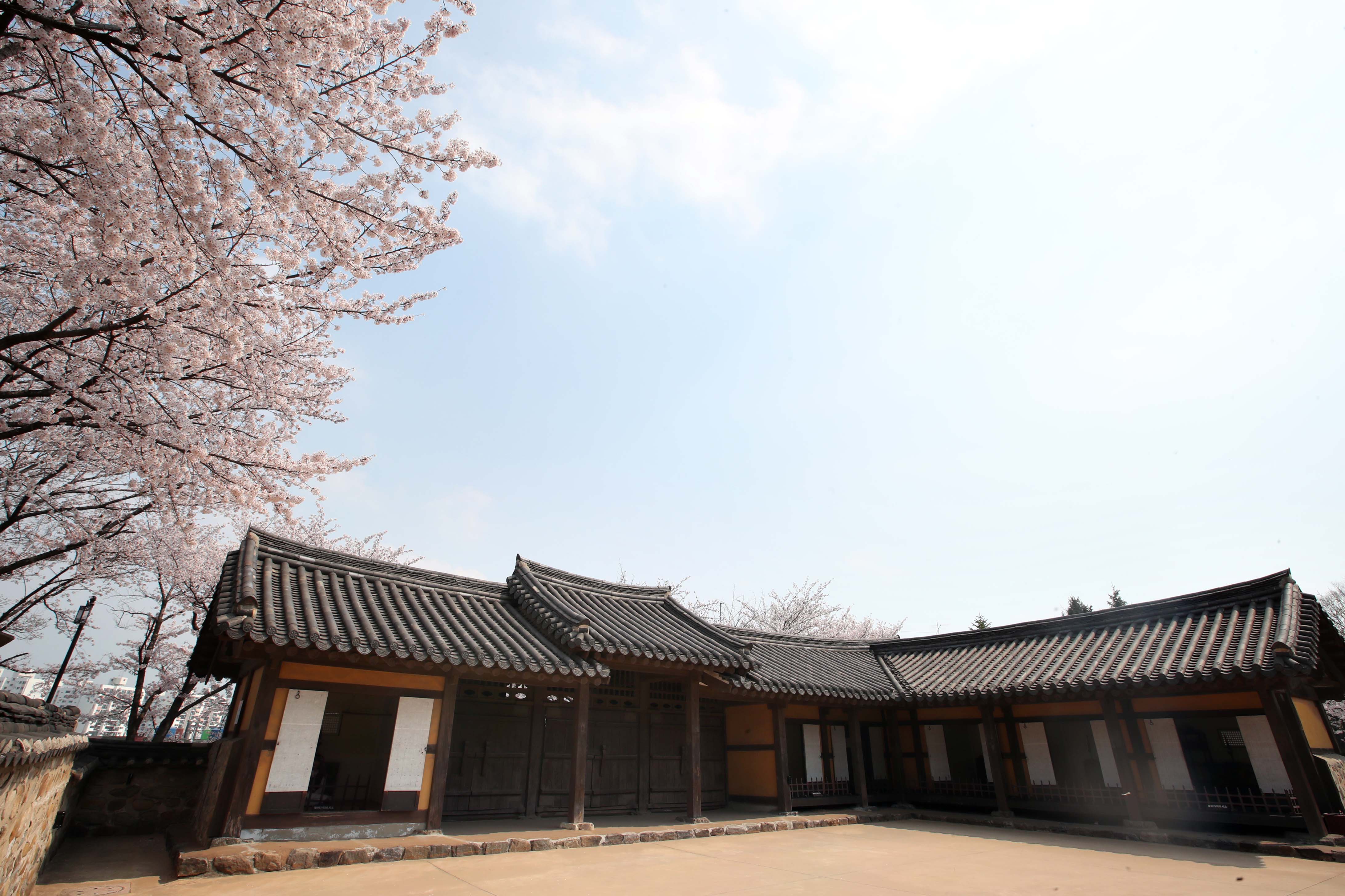 20200410_화도진공원_봄_벚꽃_스케치12.jpg 이미지