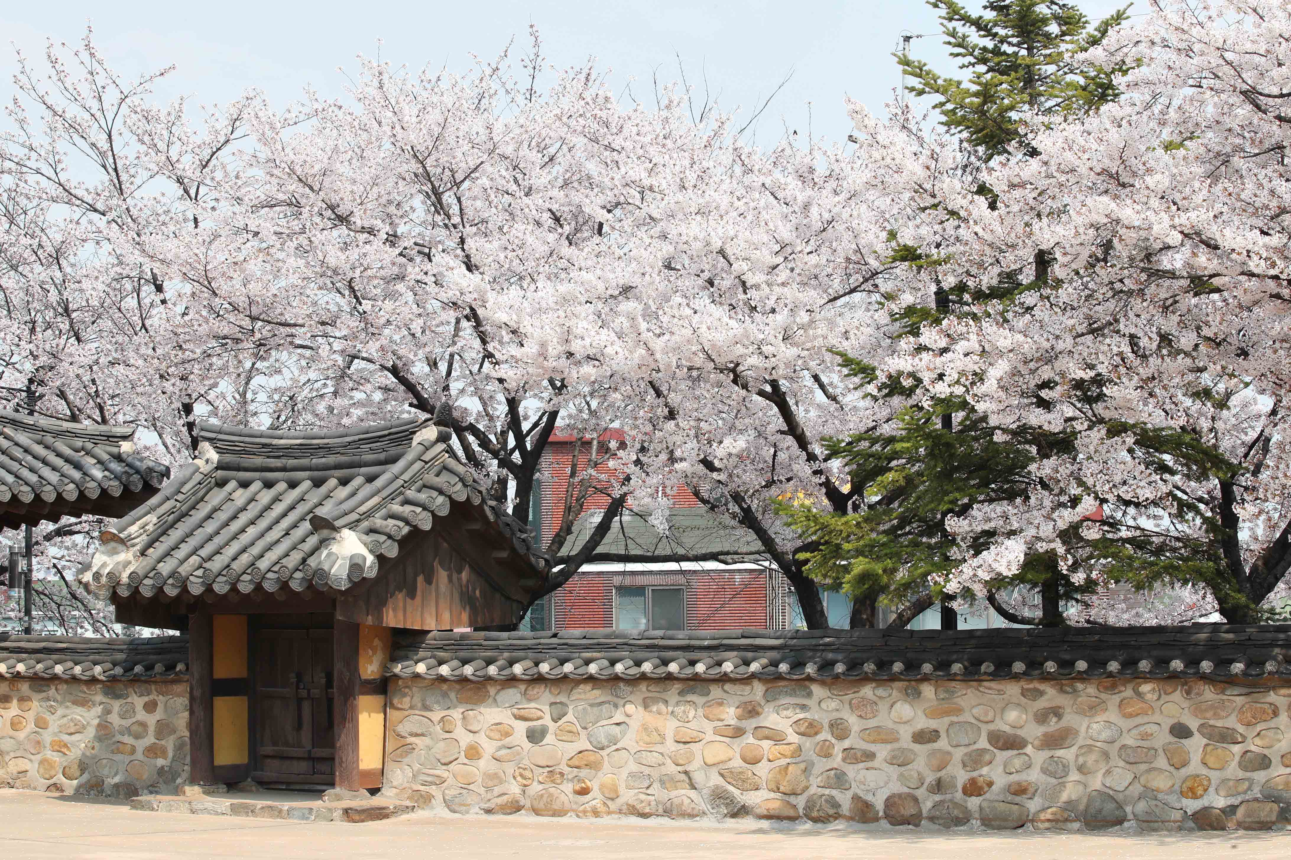 20200410_화도진공원_봄_벚꽃_스케치13.jpg 이미지