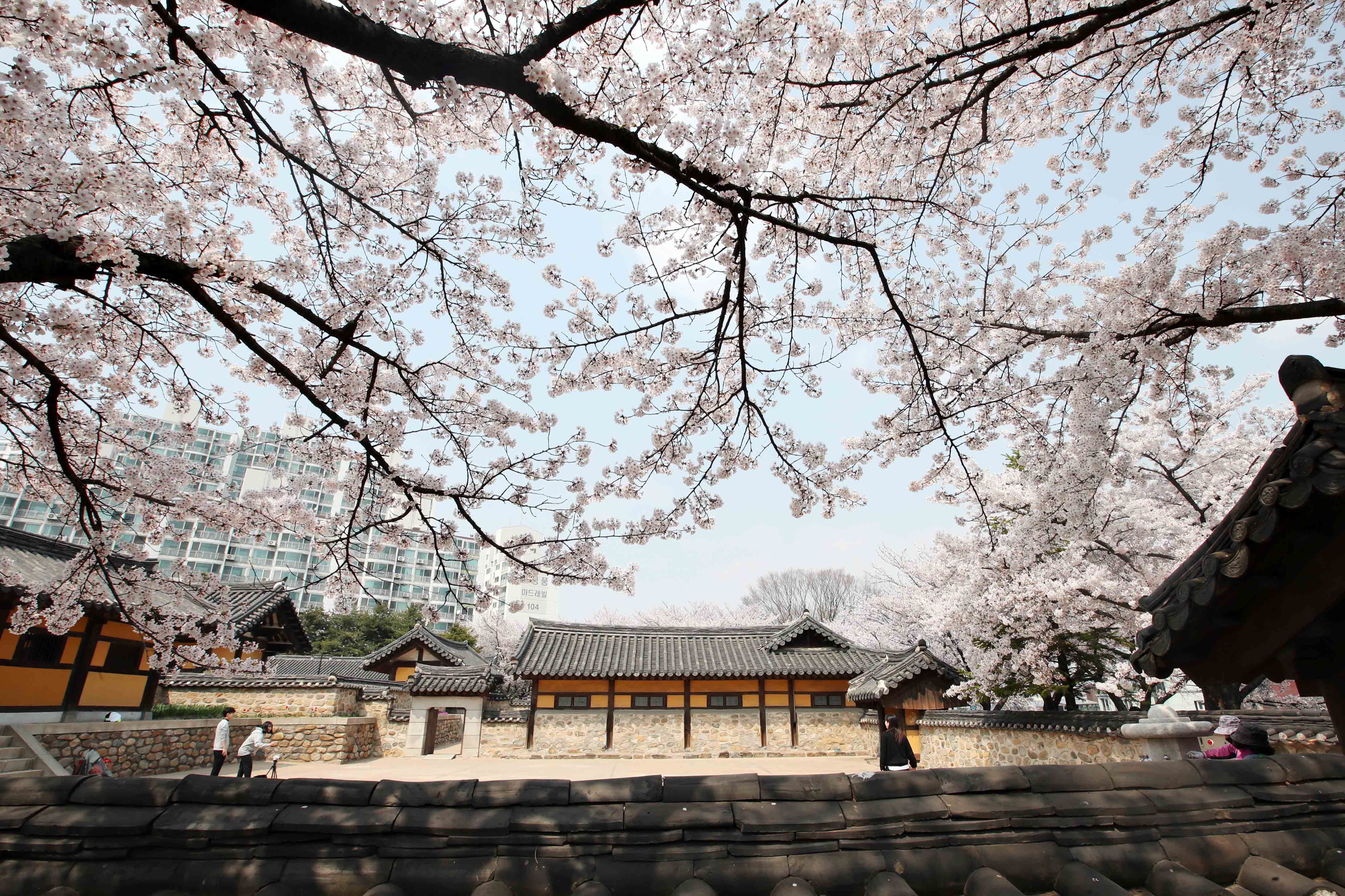 20200410_화도진공원_봄_벚꽃_스케치14.jpg 이미지