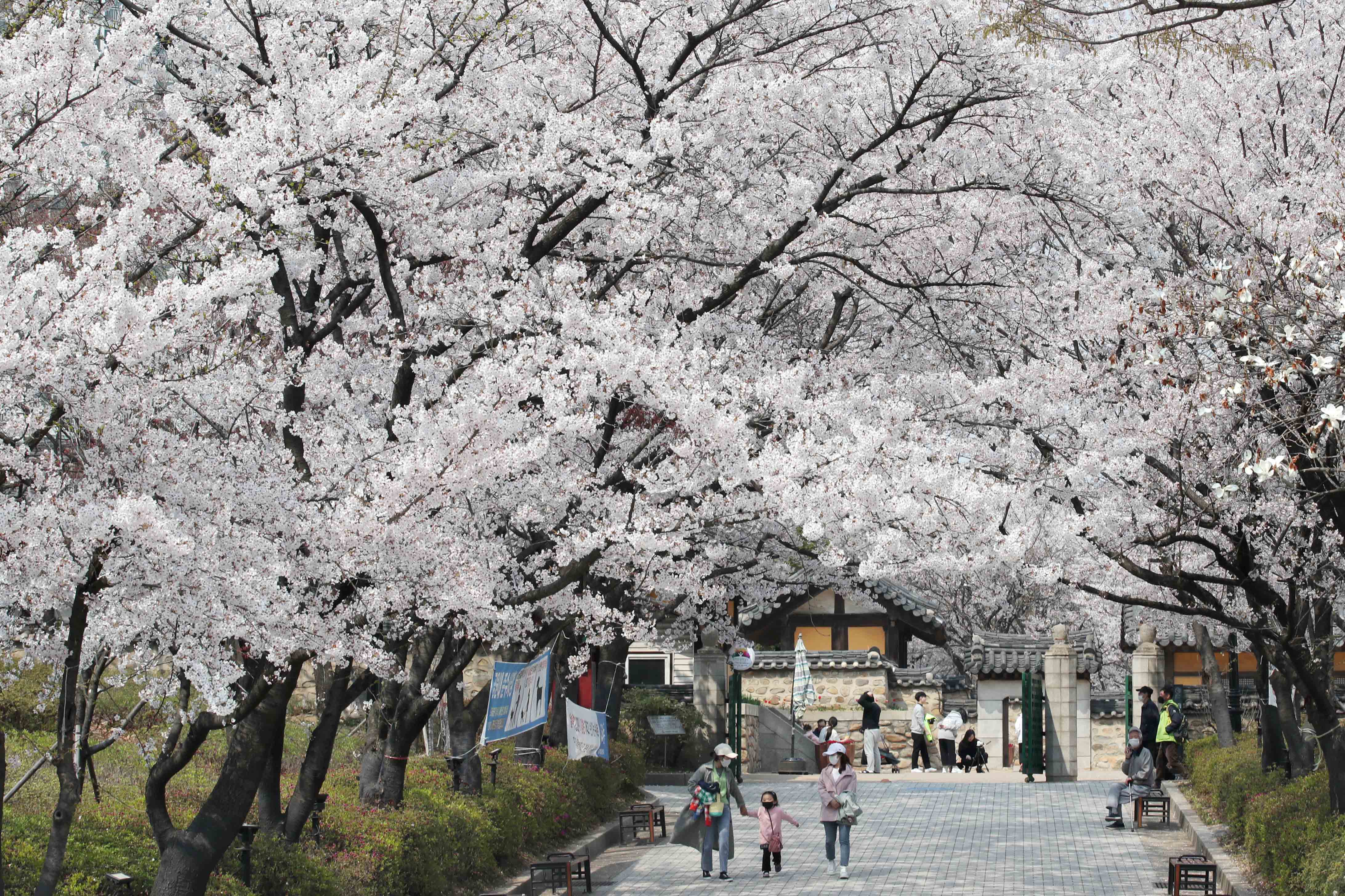 20200410_화도진공원_봄_벚꽃_스케치17.jpg 이미지