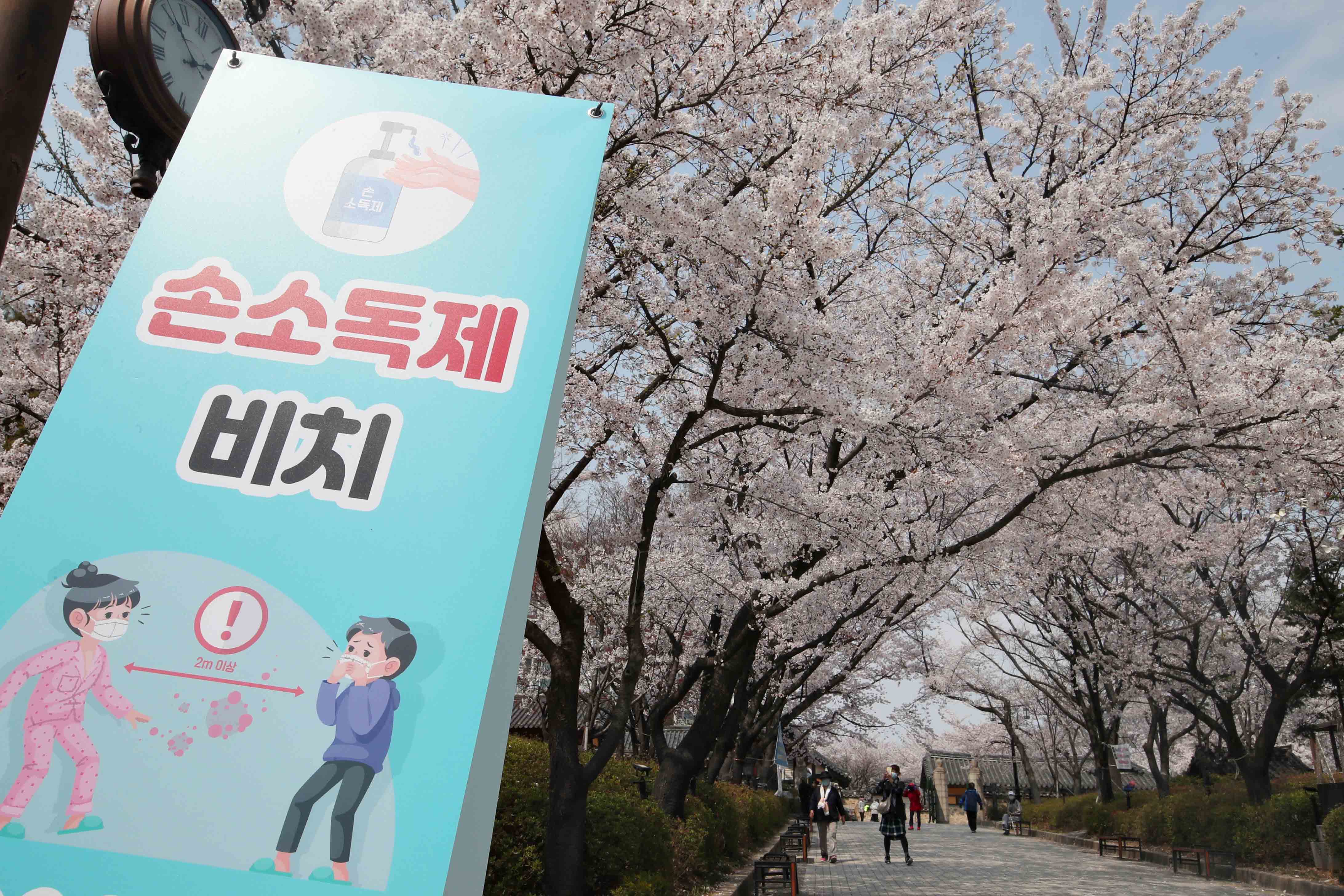 20200410_화도진공원_봄_벚꽃_스케치2.jpg 이미지