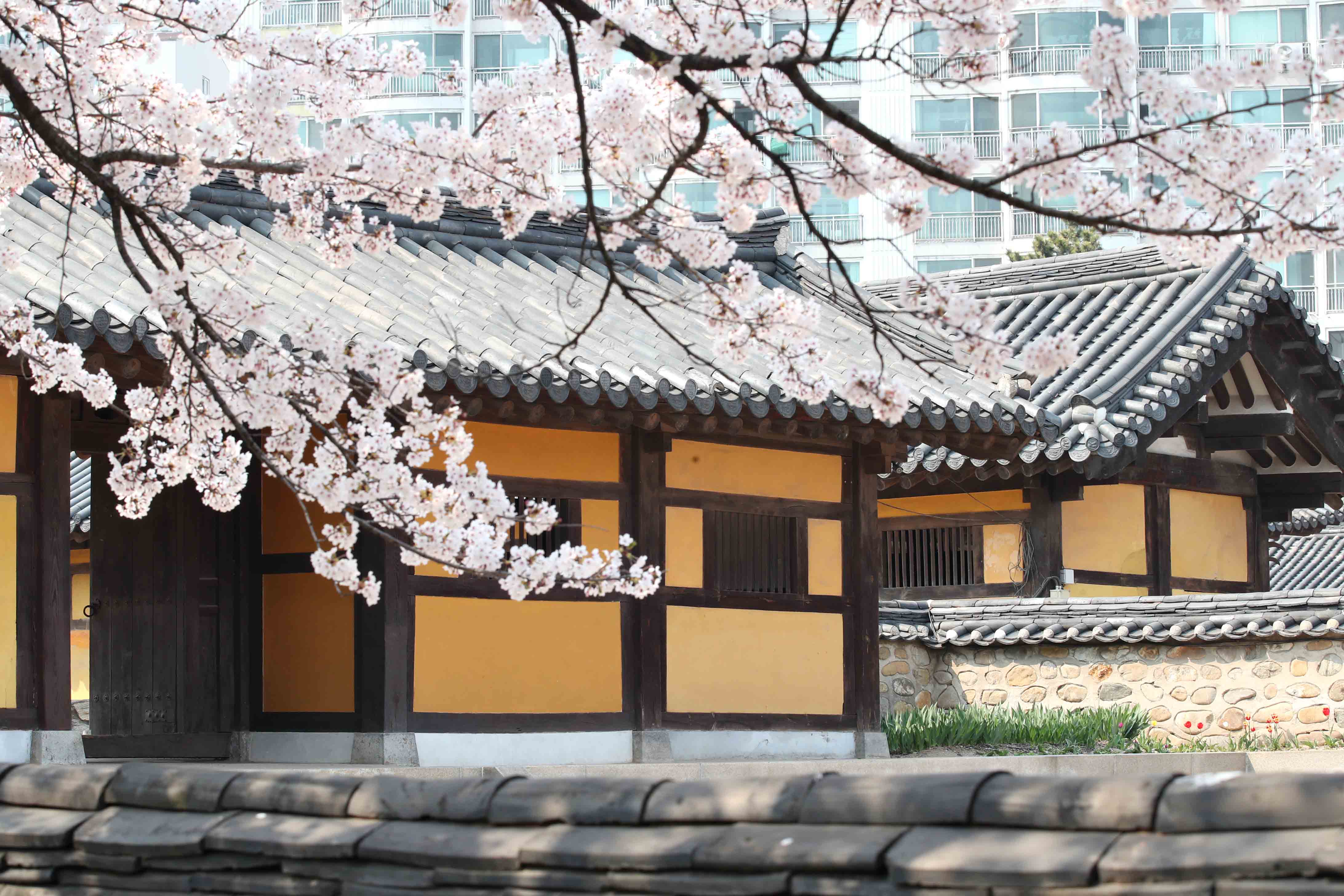 20200410_화도진공원_봄_벚꽃_스케치3.jpg 이미지